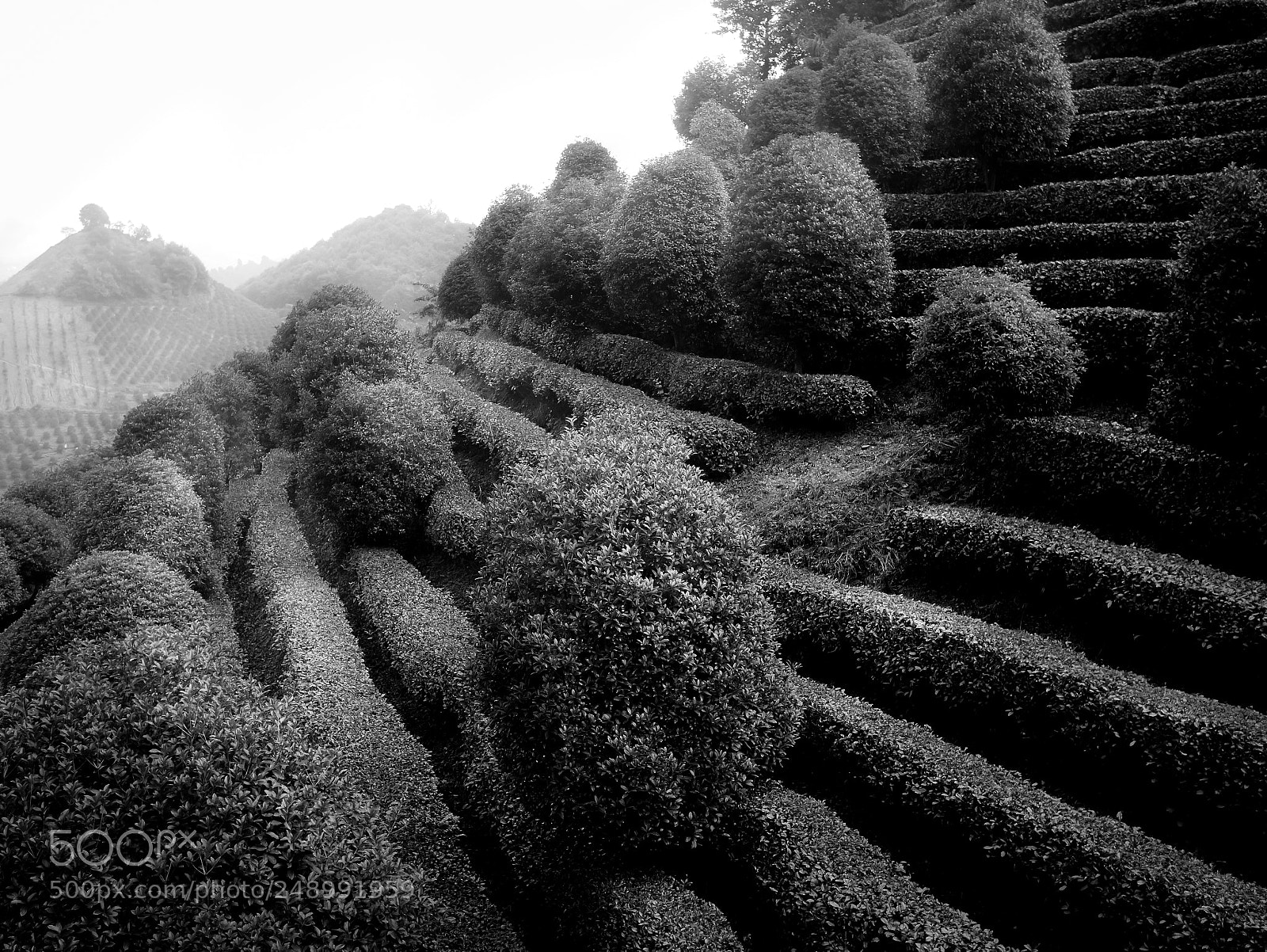 Panasonic Lumix DMC-GX7 sample photo. Tea plantation photography