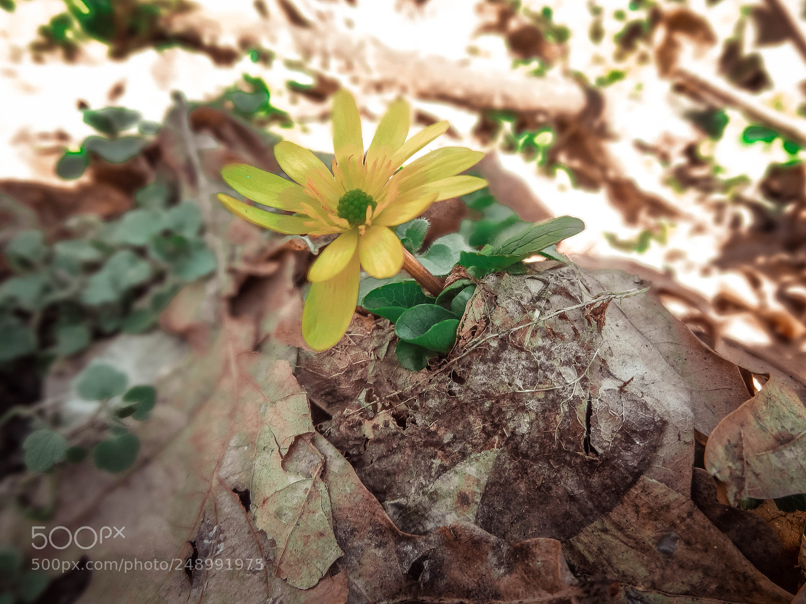 Sony Cyber-shot DSC-HX9V sample photo. Dsc photography