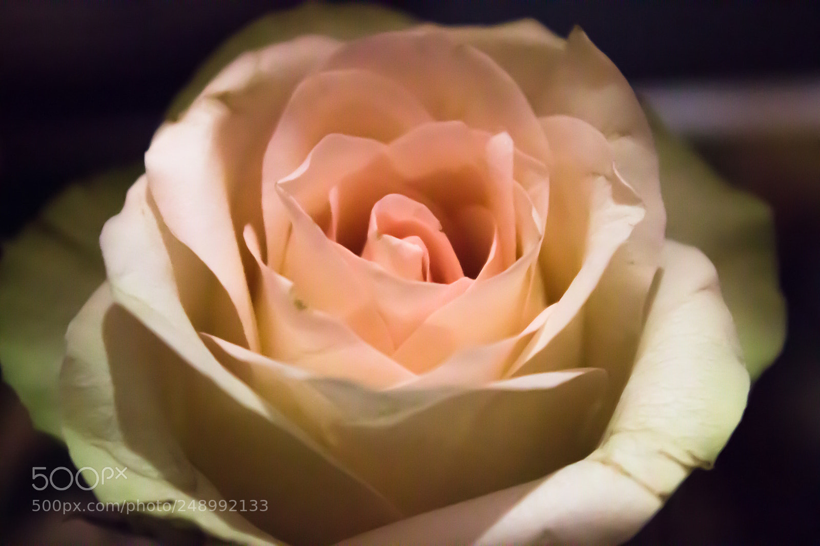Canon EOS 600D (Rebel EOS T3i / EOS Kiss X5) sample photo. Rose photography