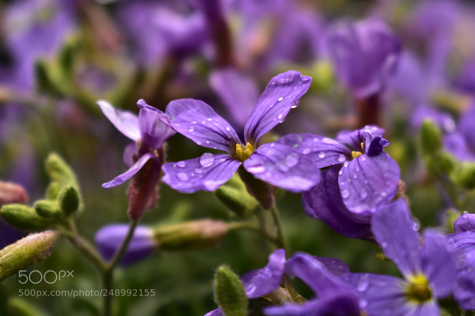 Nikon D3400 sample photo. After rain photography