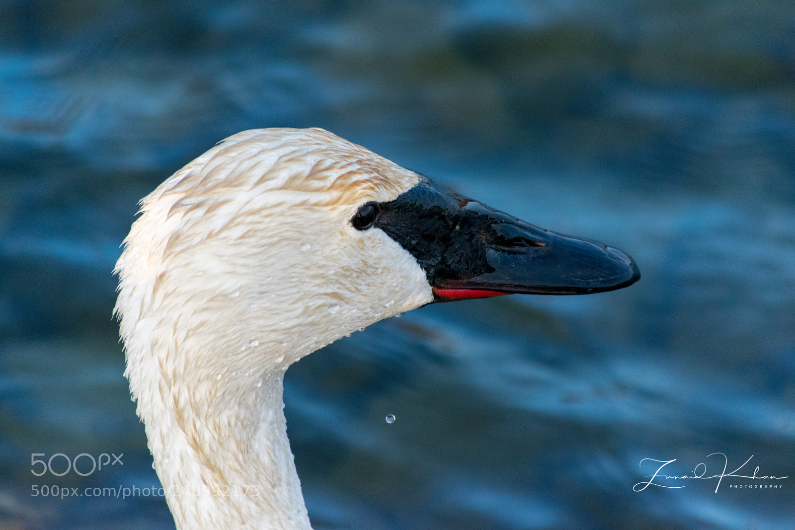 Nikon D3400 sample photo. Trumpeter swan closeup photography
