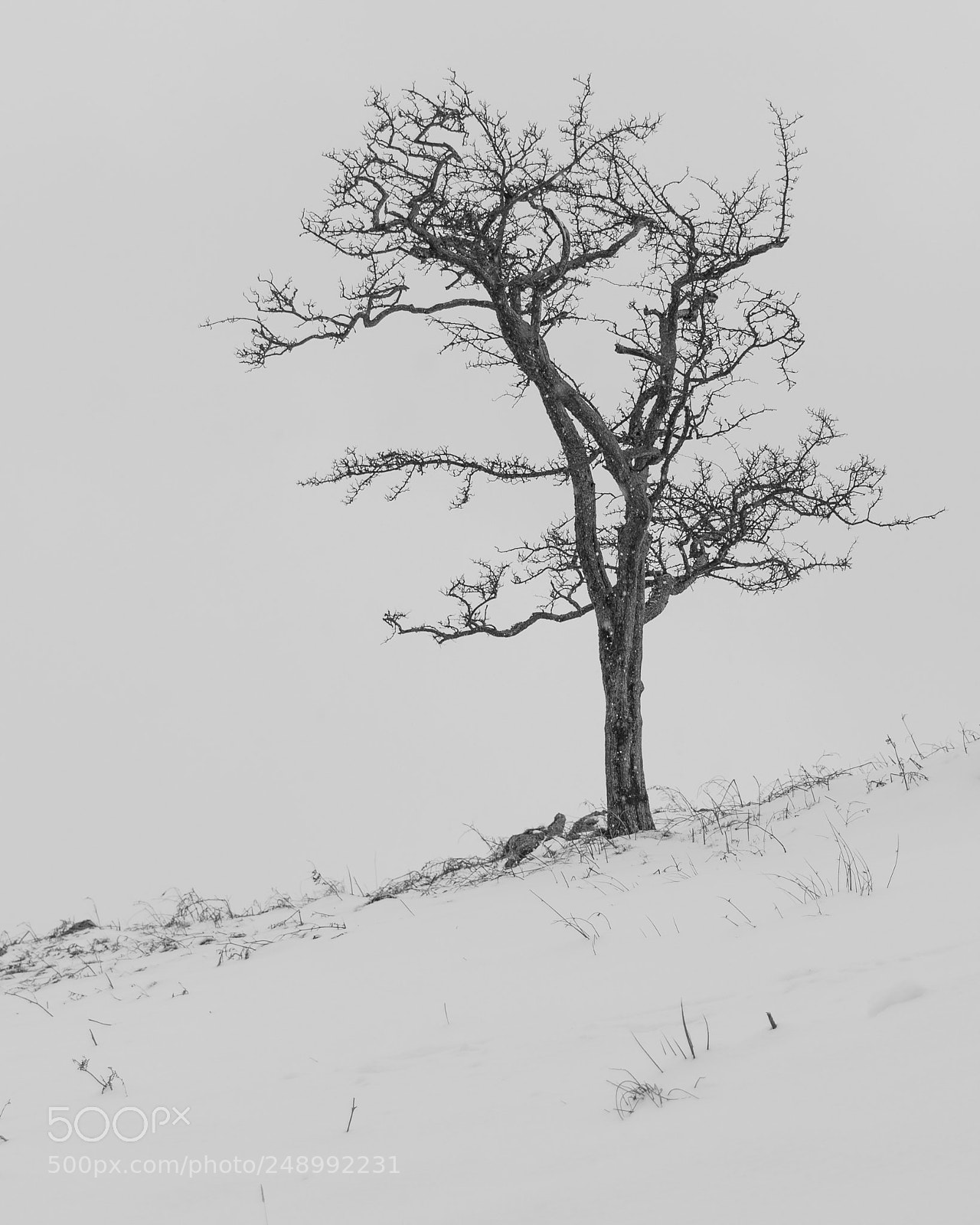 Nikon D610 sample photo. Lone tree photography