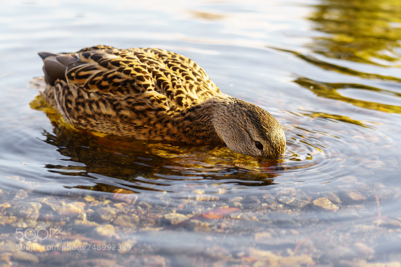 Sony a6000 sample photo. Psyduck photography