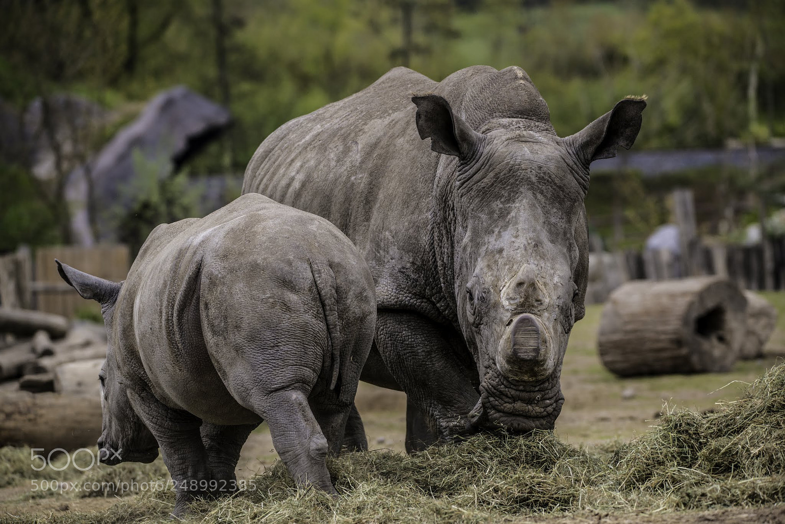 Nikon D800E sample photo. Rhinocéros photography