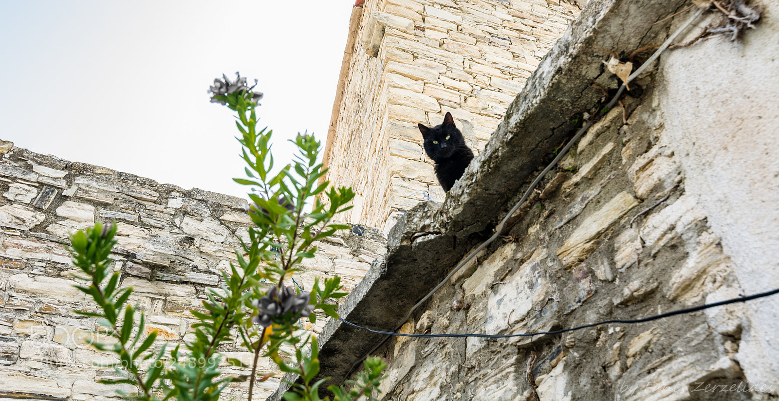 Nikon D5200 sample photo. Someone is watching me... photography