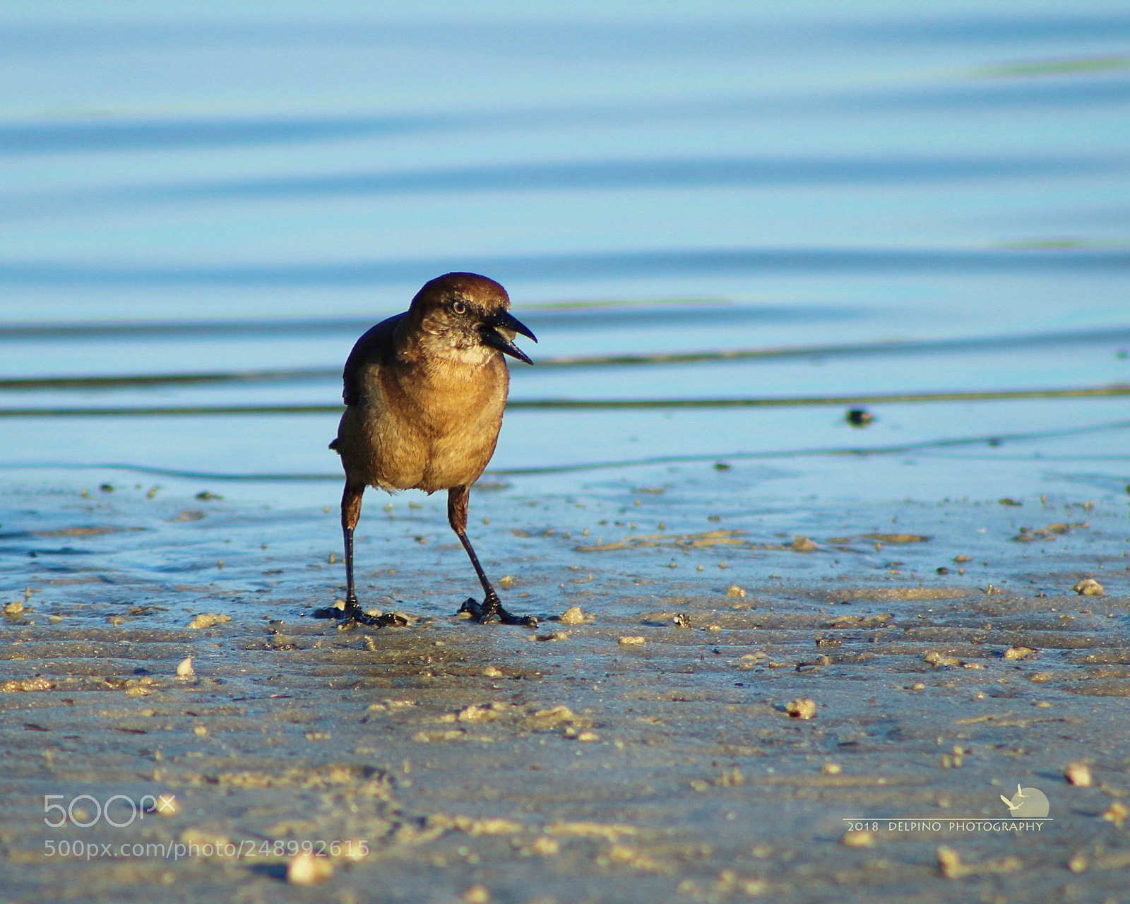 Canon EF 75-300mm f/4-5.6 sample photo. Bird photography