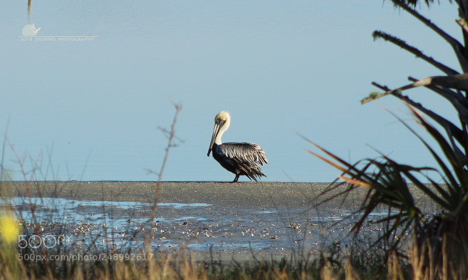 Canon EF 75-300mm f/4-5.6 sample photo. Bird photography