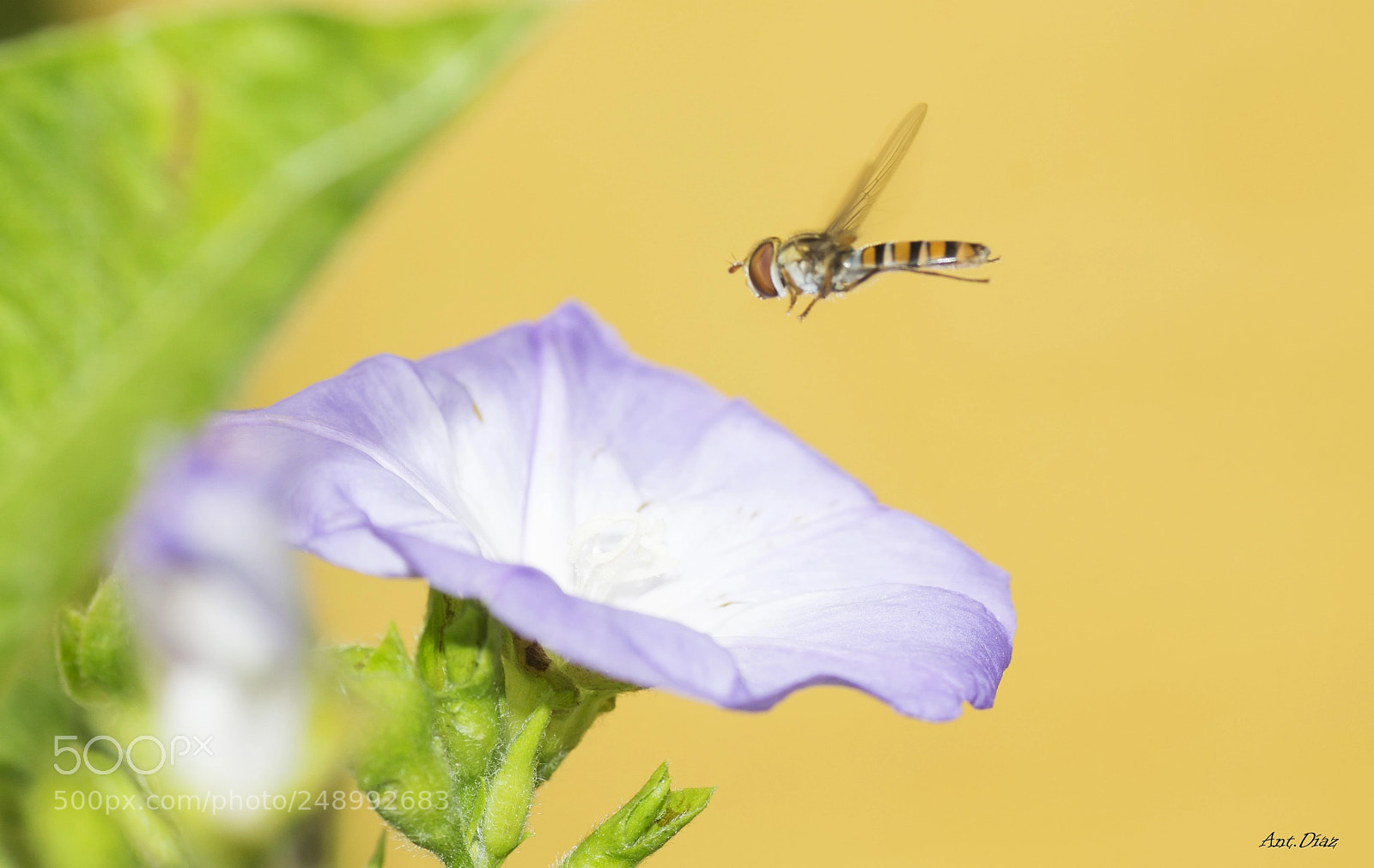 Nikon D7100 sample photo. Cernidora photography