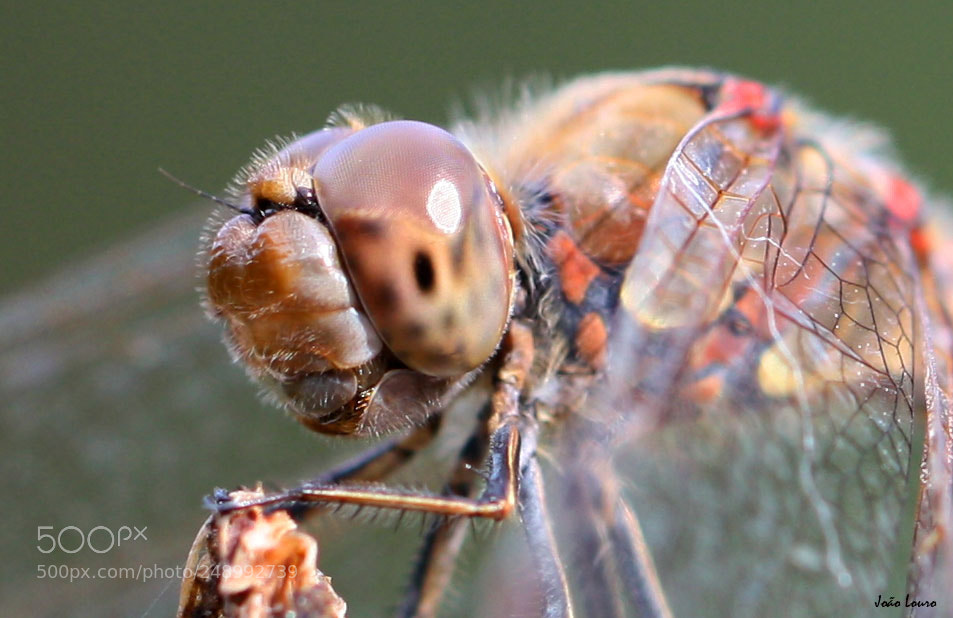 Canon EOS 450D (EOS Rebel XSi / EOS Kiss X2) sample photo. Dragonfly photography