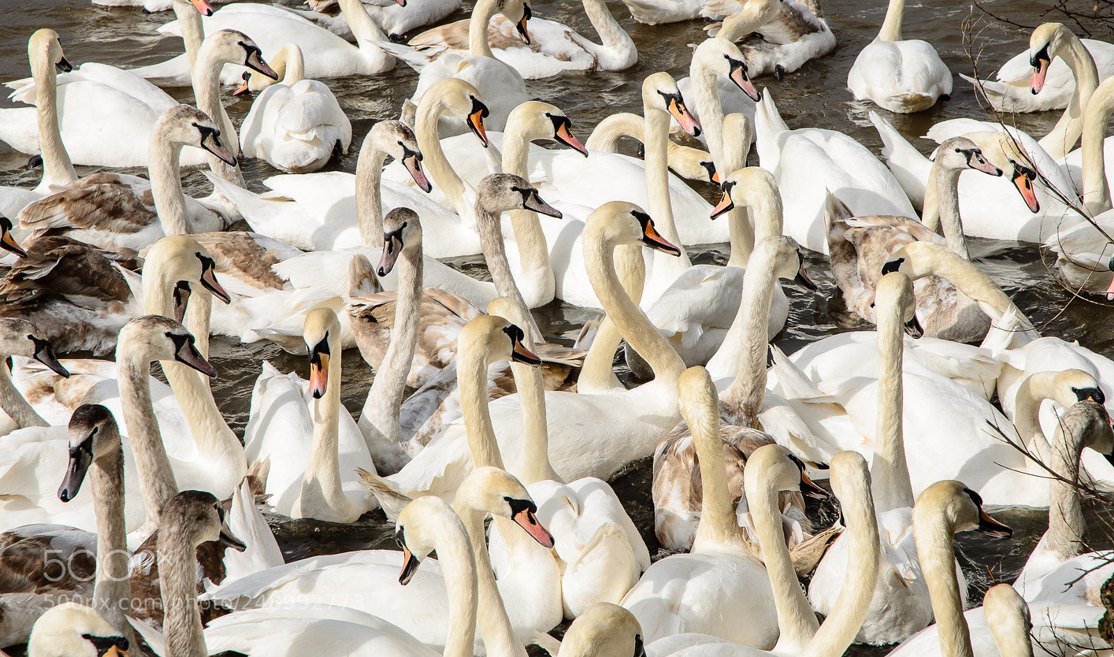 Nikon D7000 sample photo. Swans photography