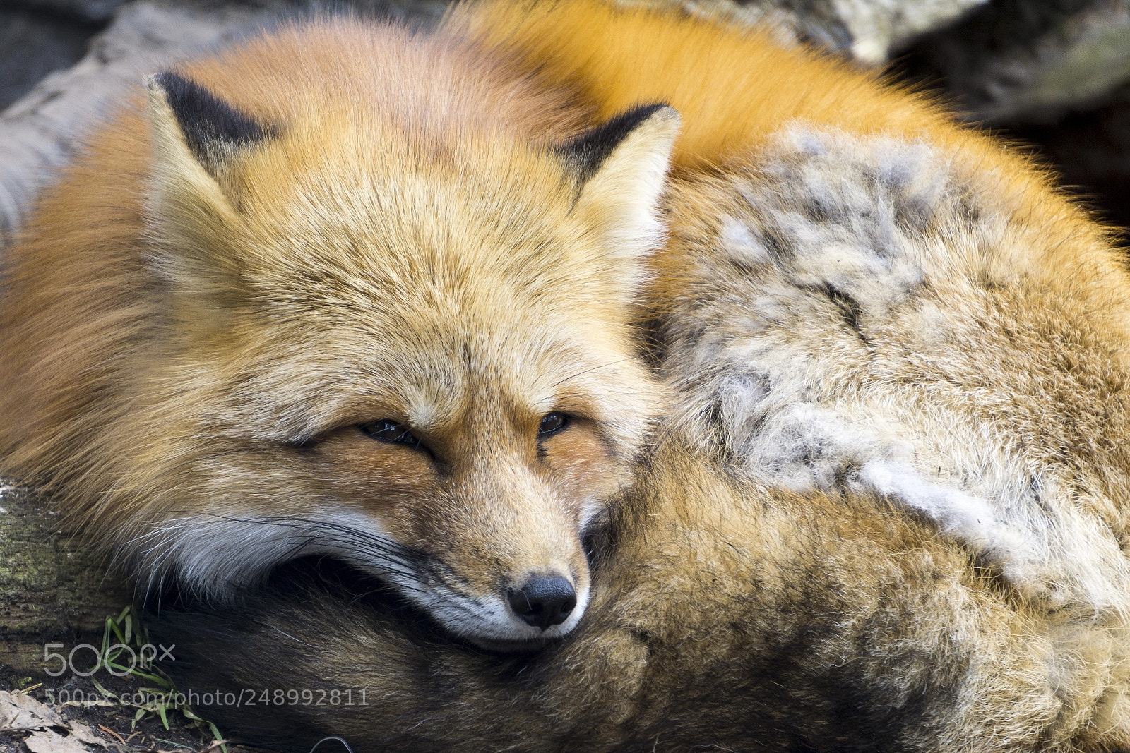 Sony a6000 sample photo. Sleepy fox photography