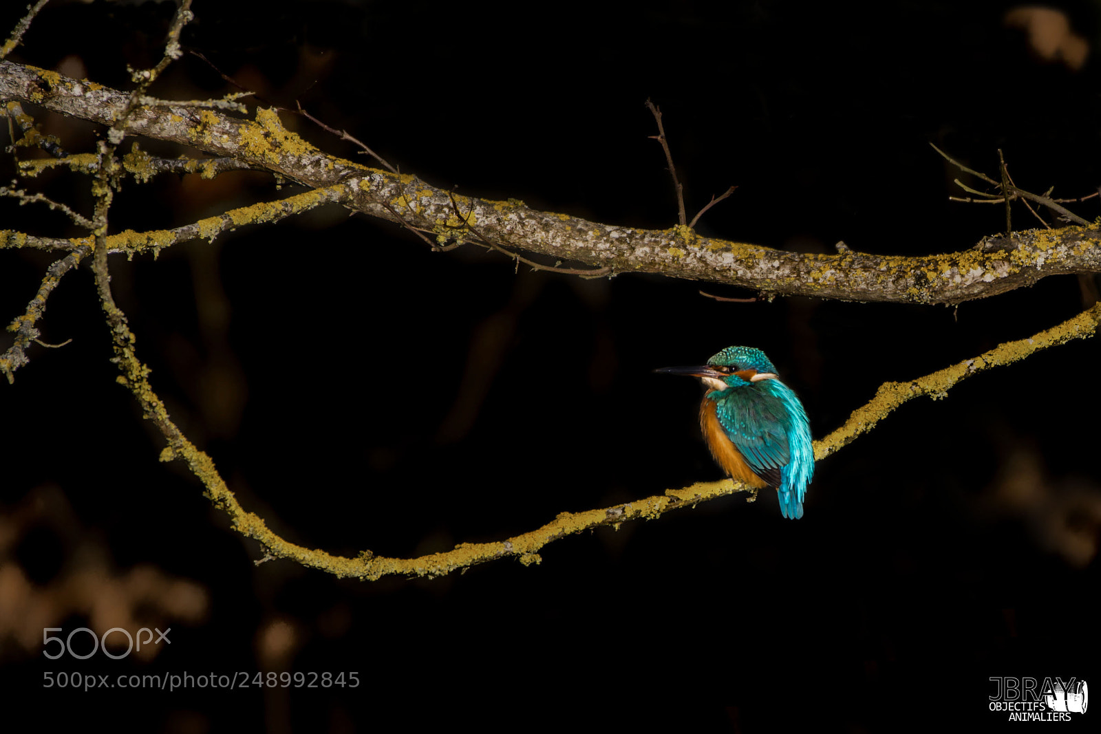 Nikon D7200 sample photo. Kingfisher photography