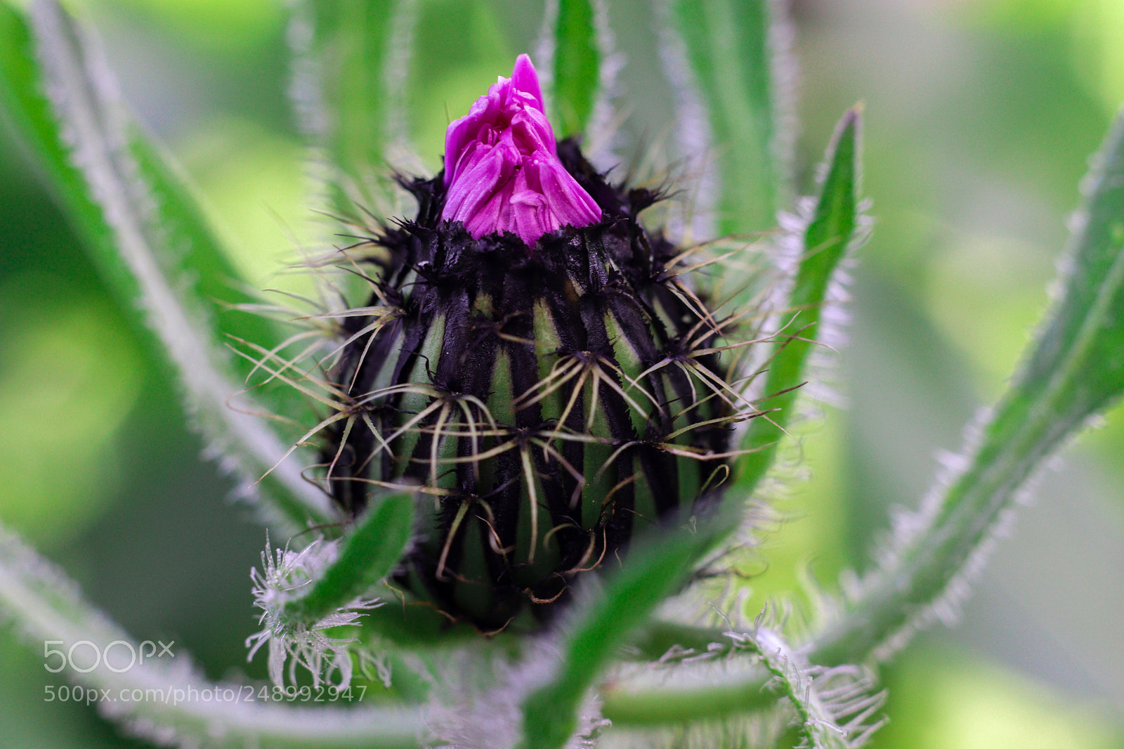Canon EOS 200D (EOS Rebel SL2 / EOS Kiss X9) sample photo. A thorny plant photography