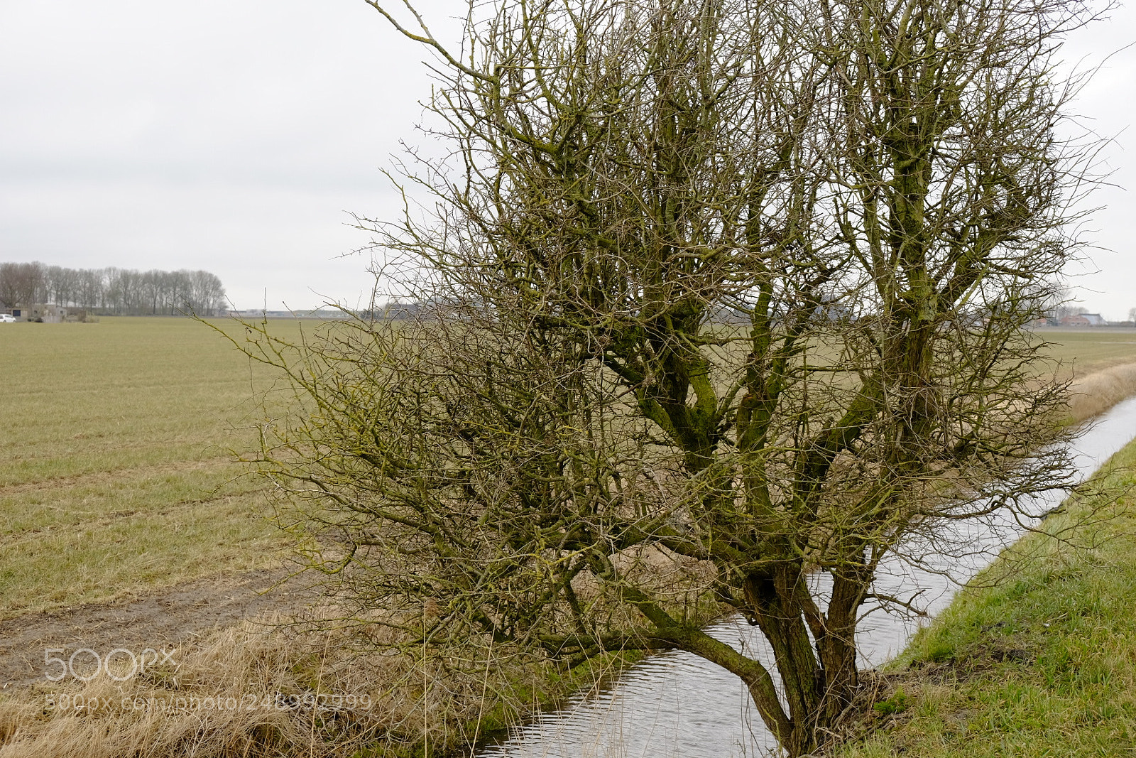 Fujifilm X-E2 sample photo. Tree by the water photography