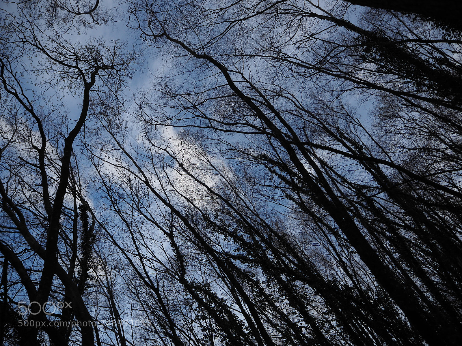 Olympus OM-D E-M10 II sample photo. Towards the sky photography