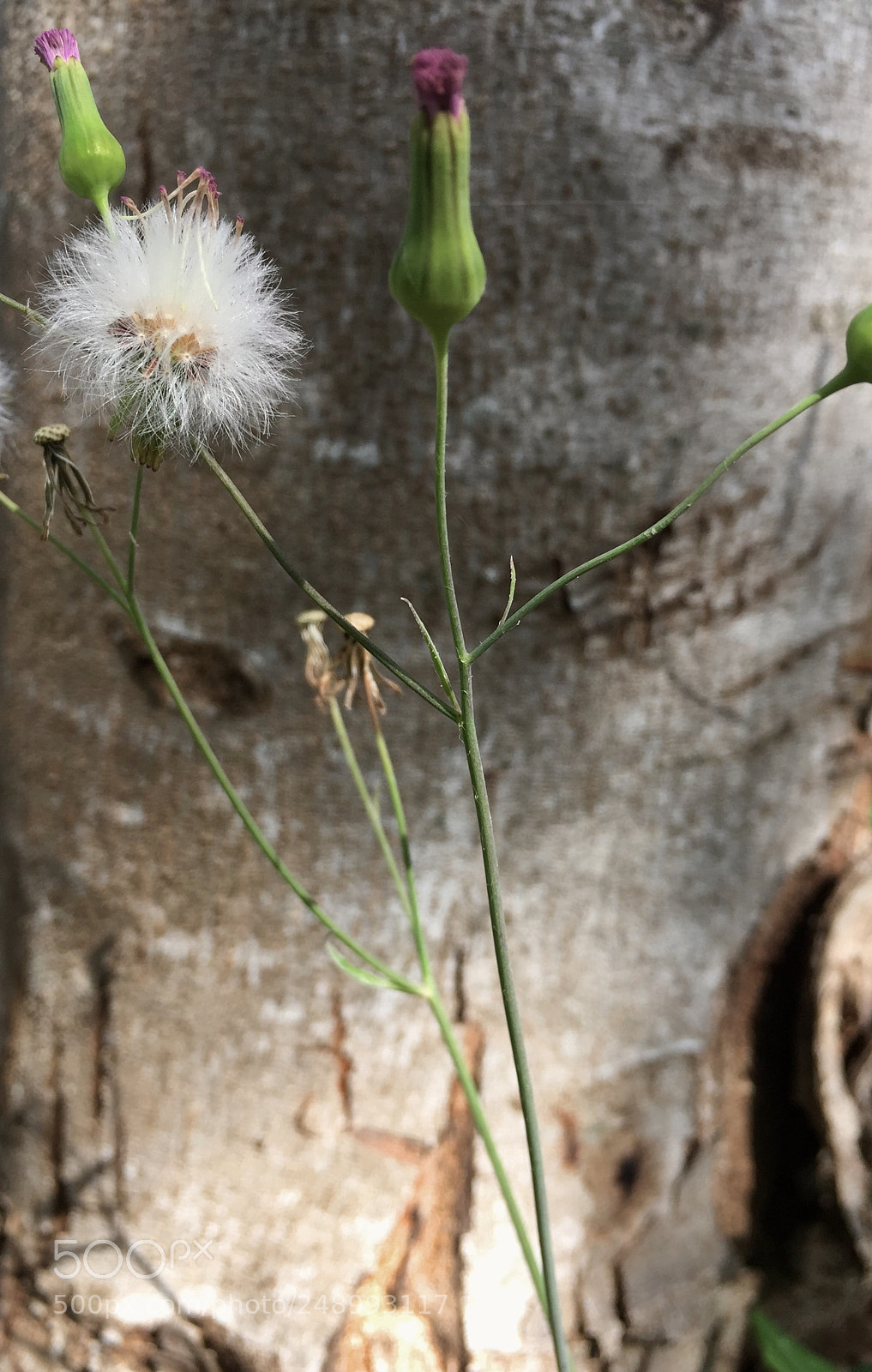 Apple iPhone 6 Plus sample photo. Delicate photography