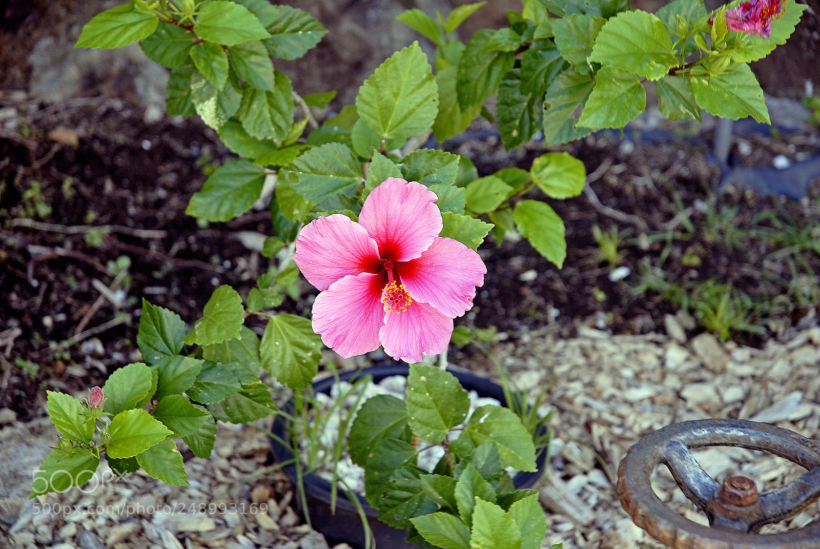 Nikon D200 sample photo. Pink hibiscus and wheel photography