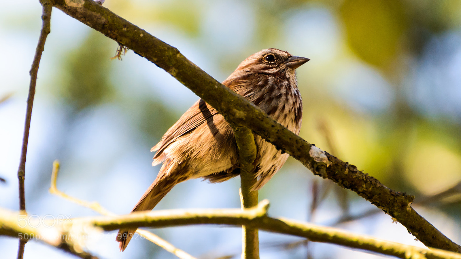 Nikon D800 sample photo. This here's sparrow country photography