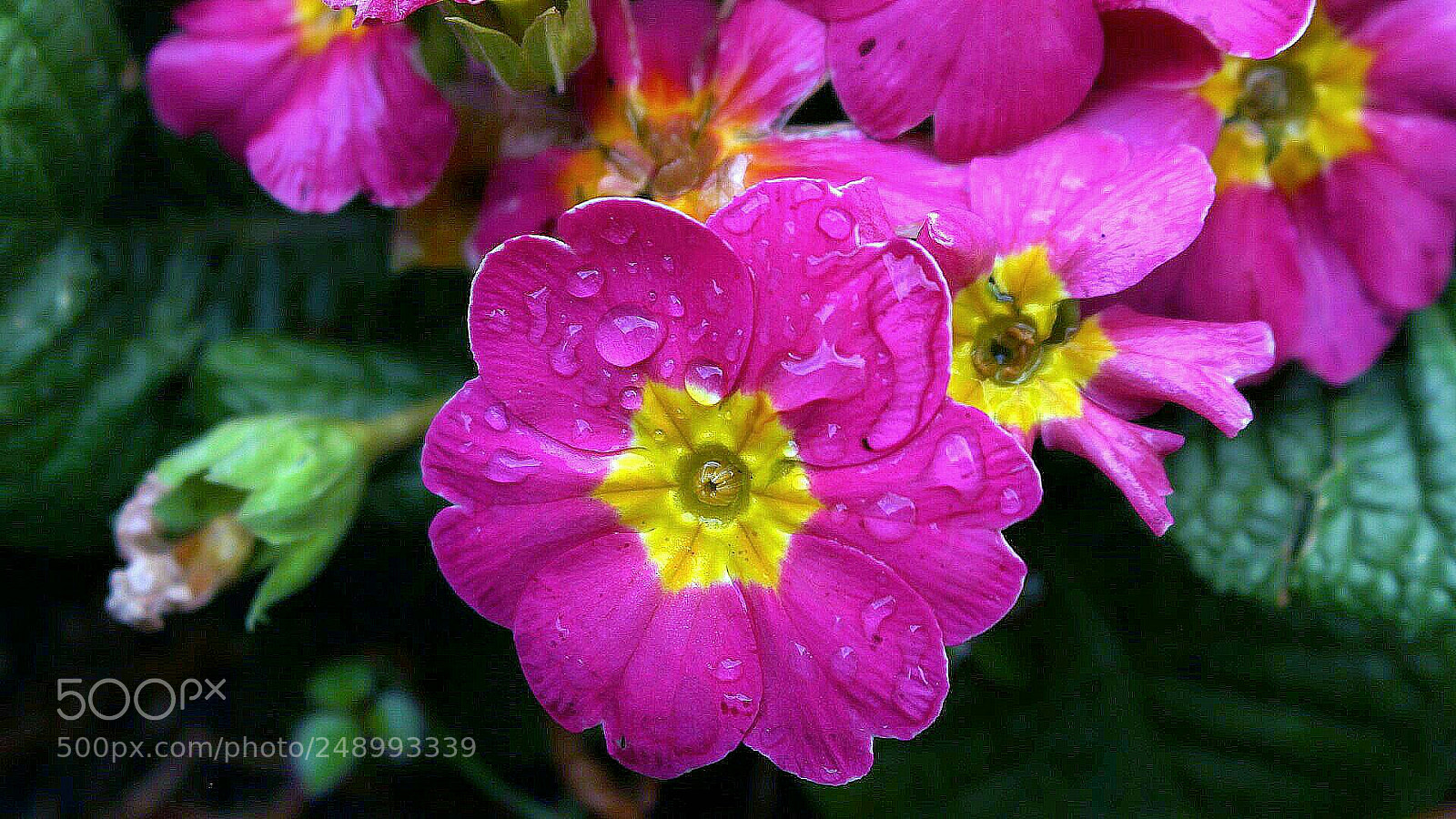 Canon EOS 700D (EOS Rebel T5i / EOS Kiss X7i) sample photo. Pr mula con lluvia photography