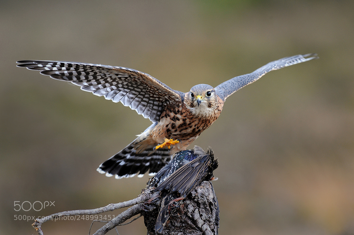 Nikon D3S sample photo. Merlin with prey photography