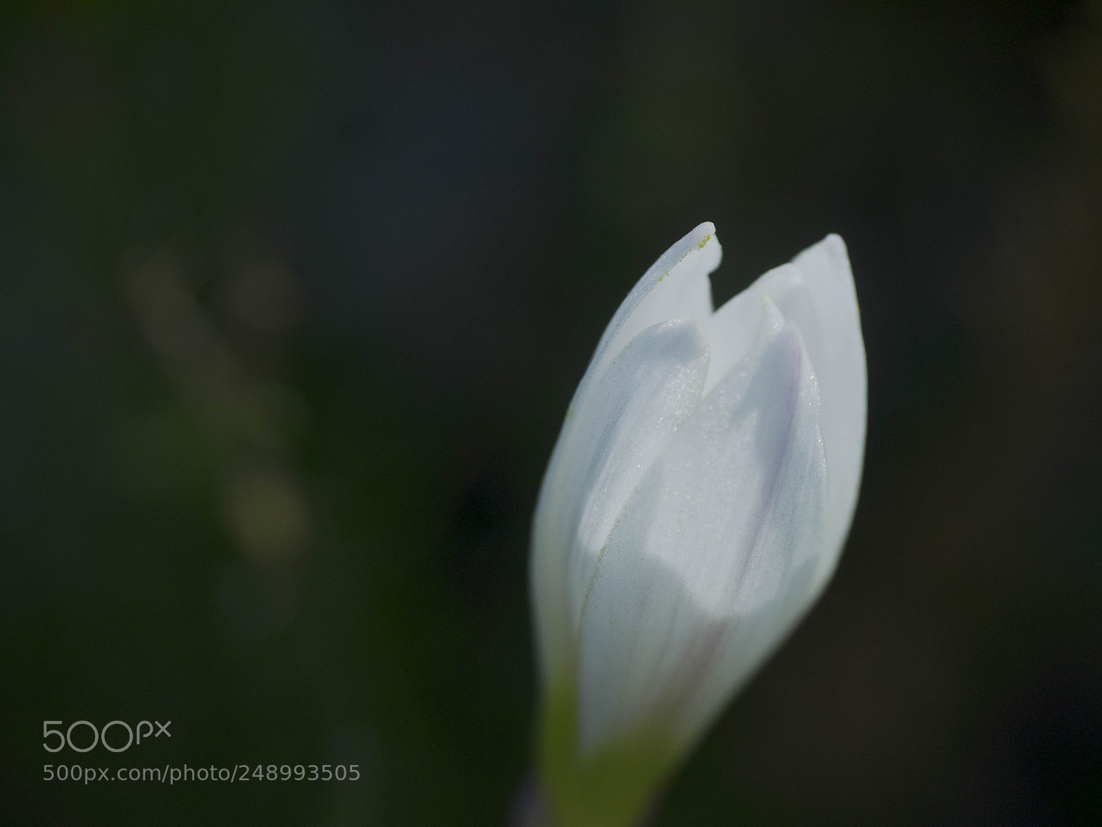 Panasonic Lumix DMC-GM1 sample photo. Fragility photography