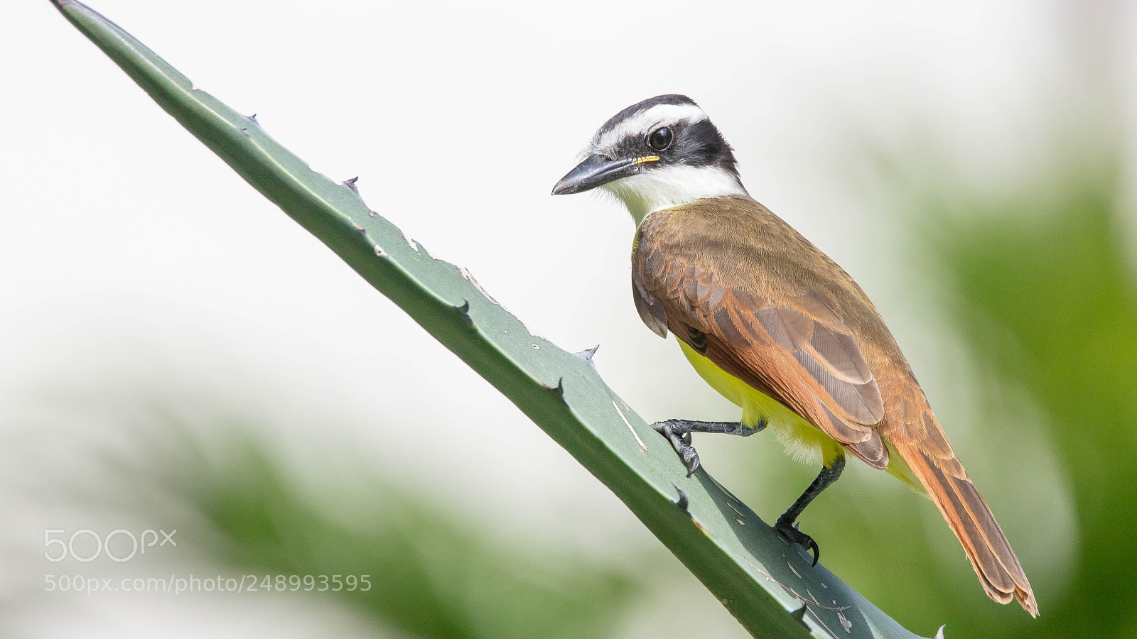 Canon EOS 5DS sample photo. Great kiskadee photography