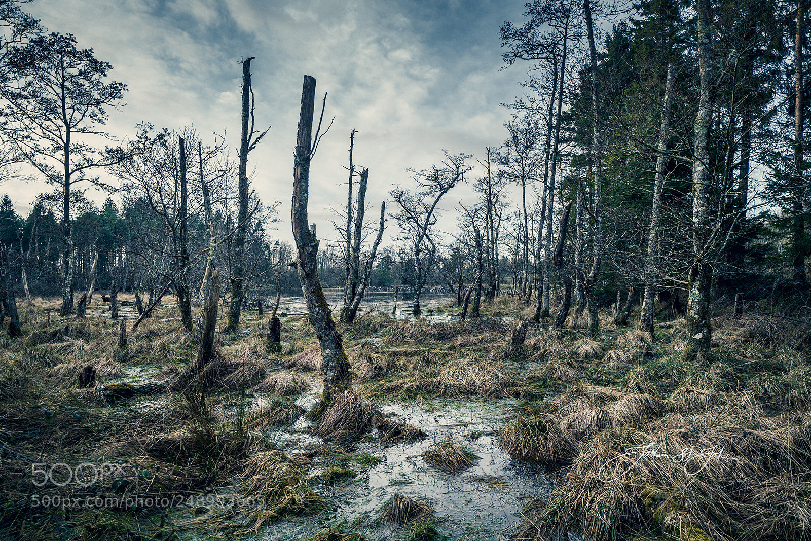 Sony a7R II sample photo. Damage tree photography