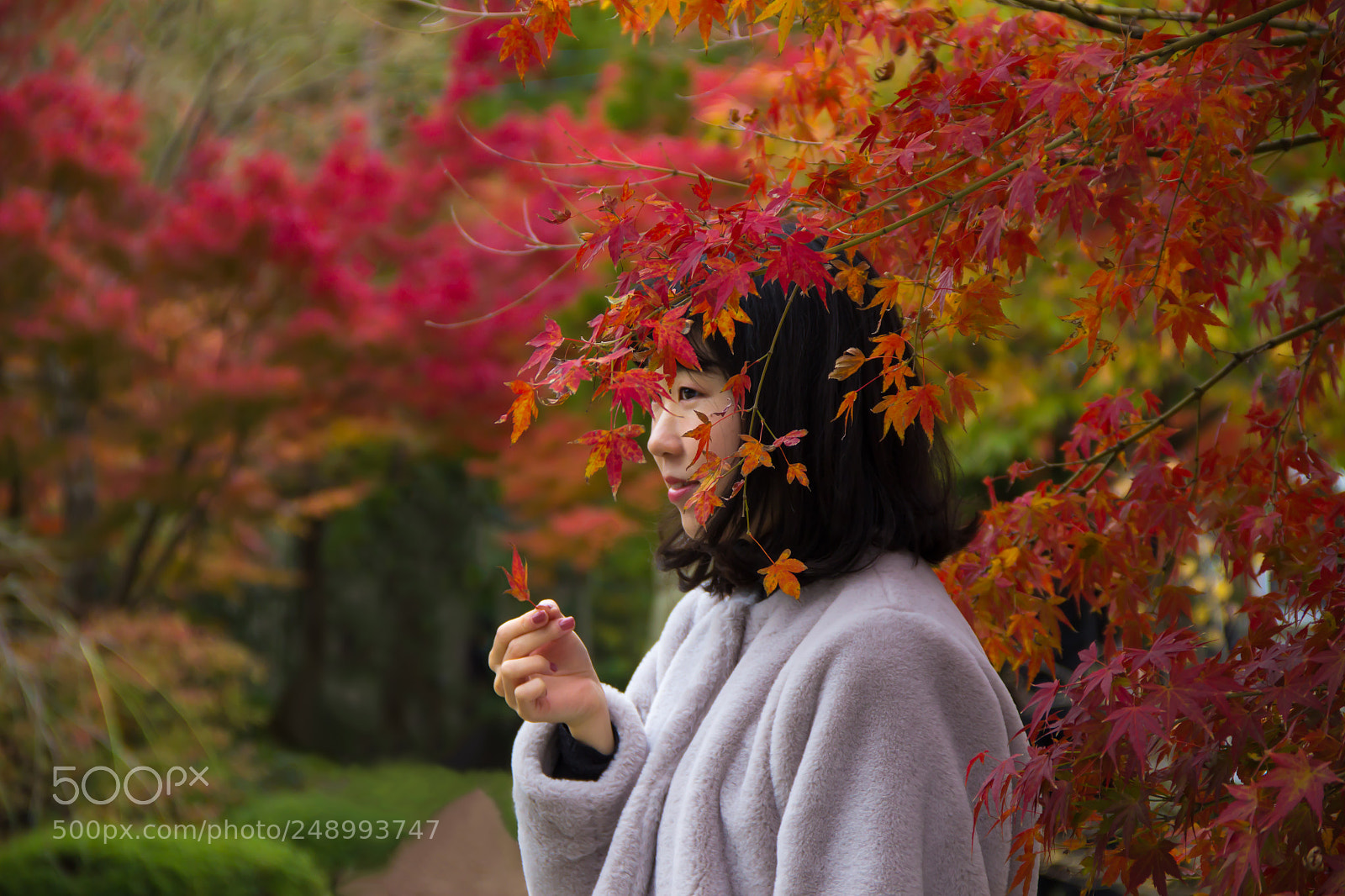 Canon EOS 600D (Rebel EOS T3i / EOS Kiss X5) sample photo. Momijigari lady the stranger photography