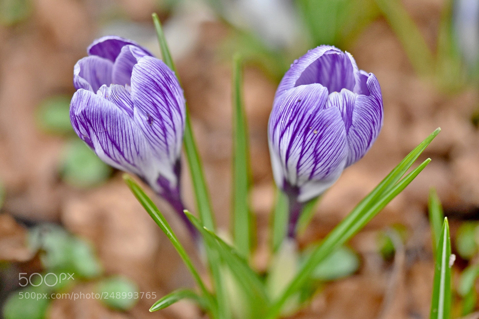 Nikon D5500 sample photo. Blooming purple flower photography