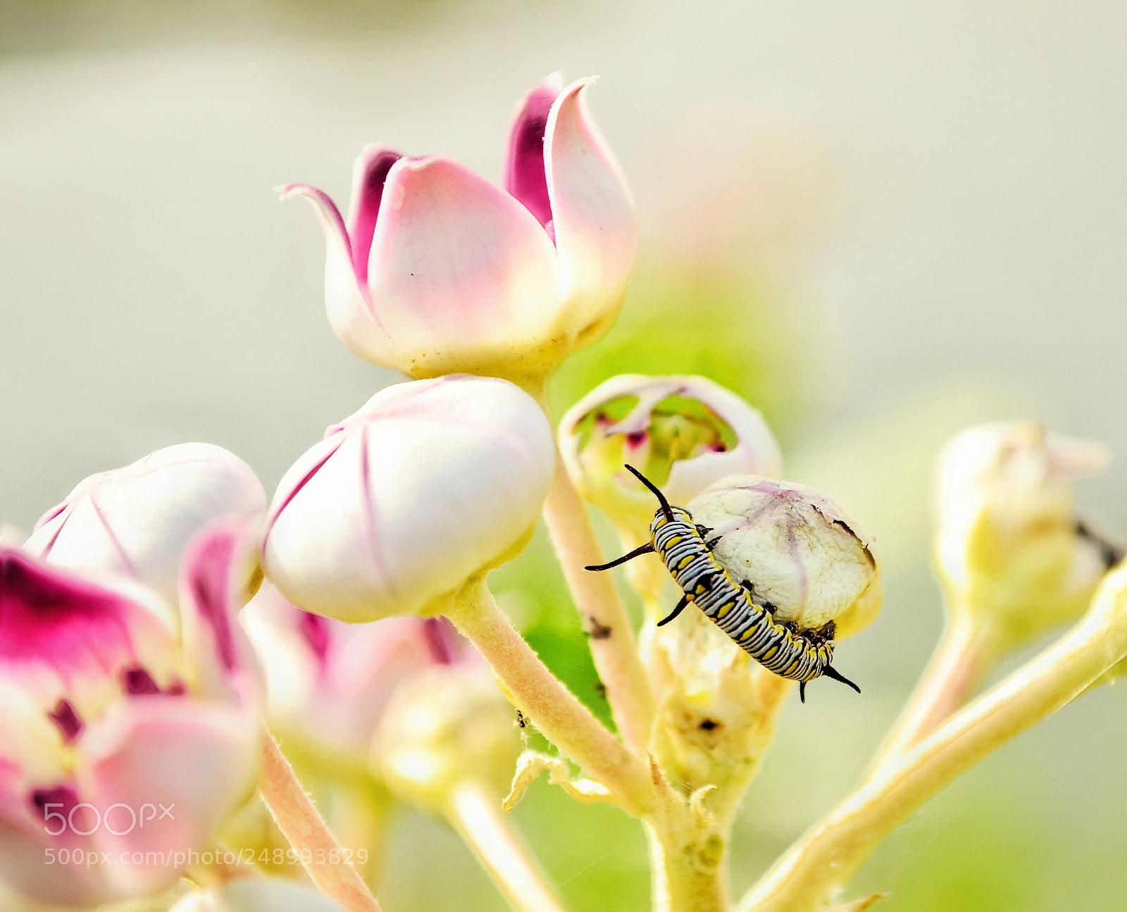 Nikon D5100 sample photo. Untitled photography