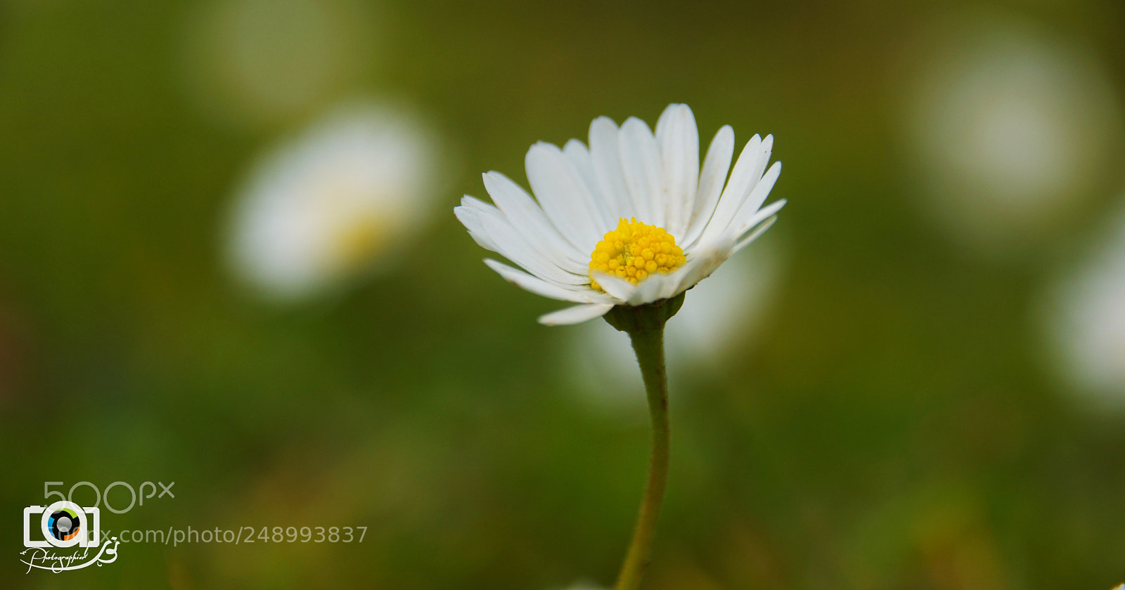 Sony SLT-A77 sample photo. Best flower of the photography