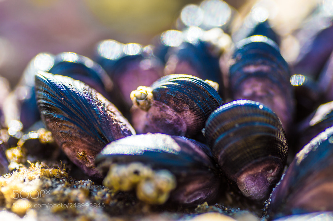 Nikon D3200 sample photo. Tiny mussels photography