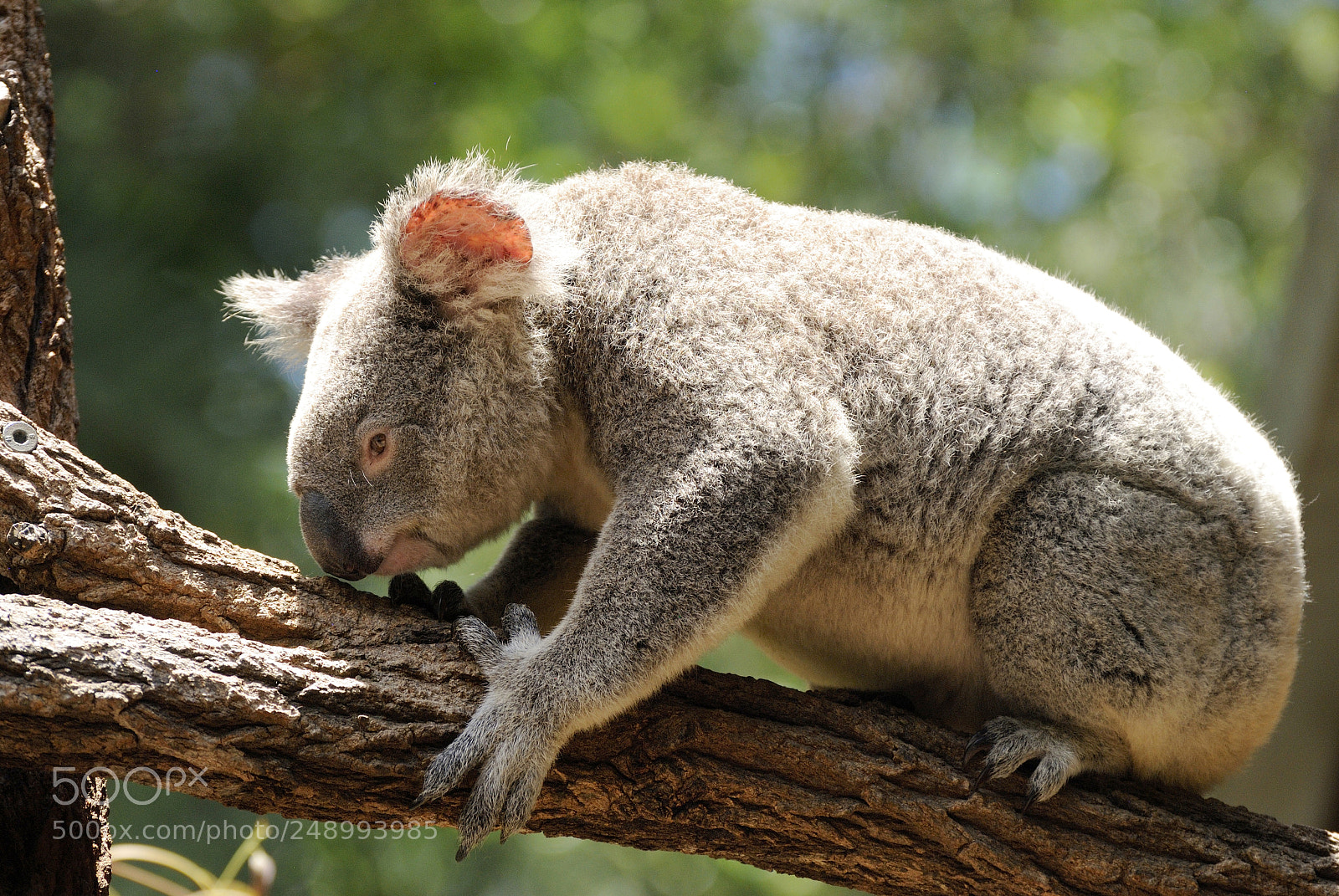Nikon D3000 sample photo. Koala on eucalyptus tree photography