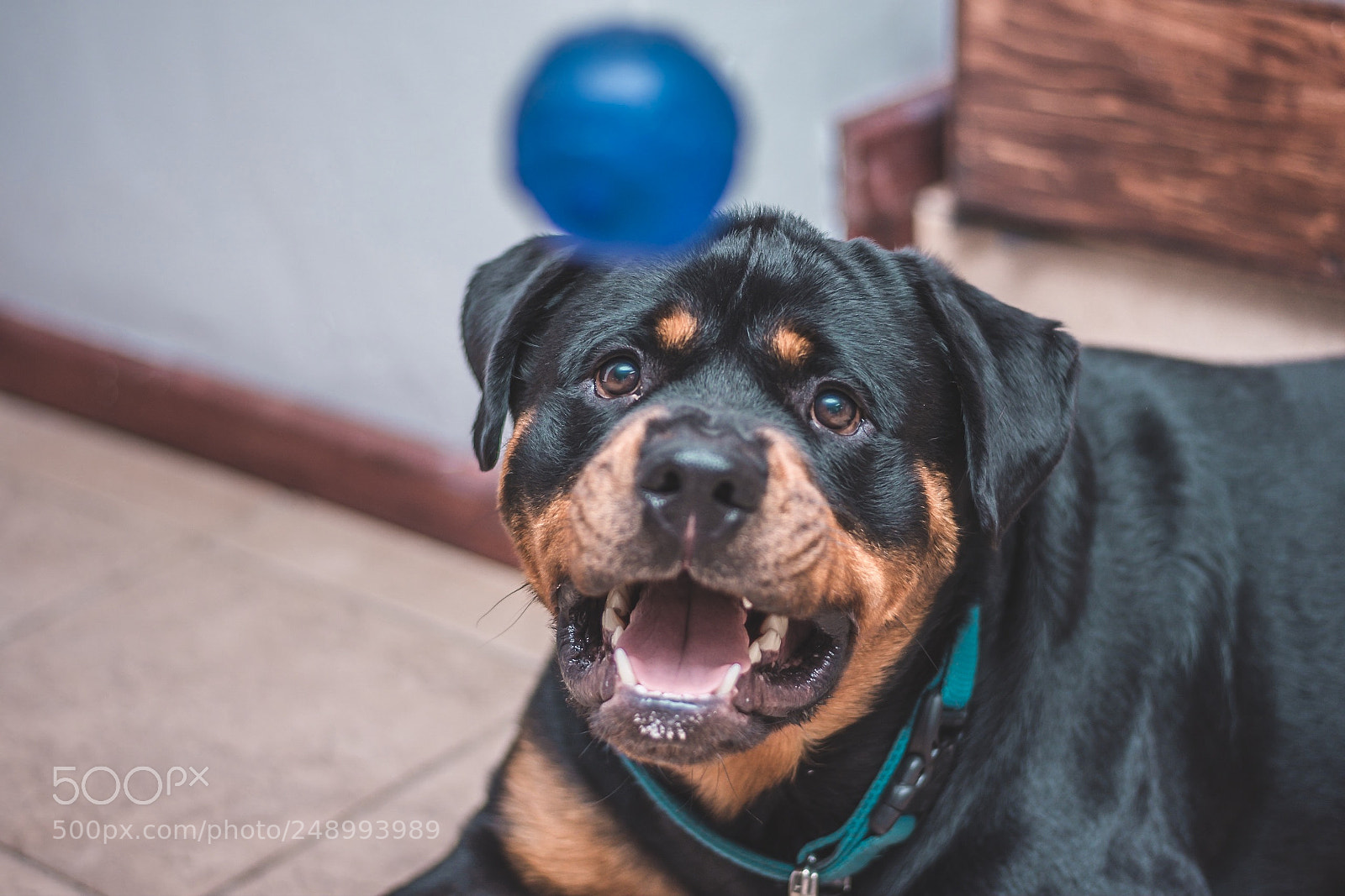 Nikon D7200 sample photo. Dog catching ball photography