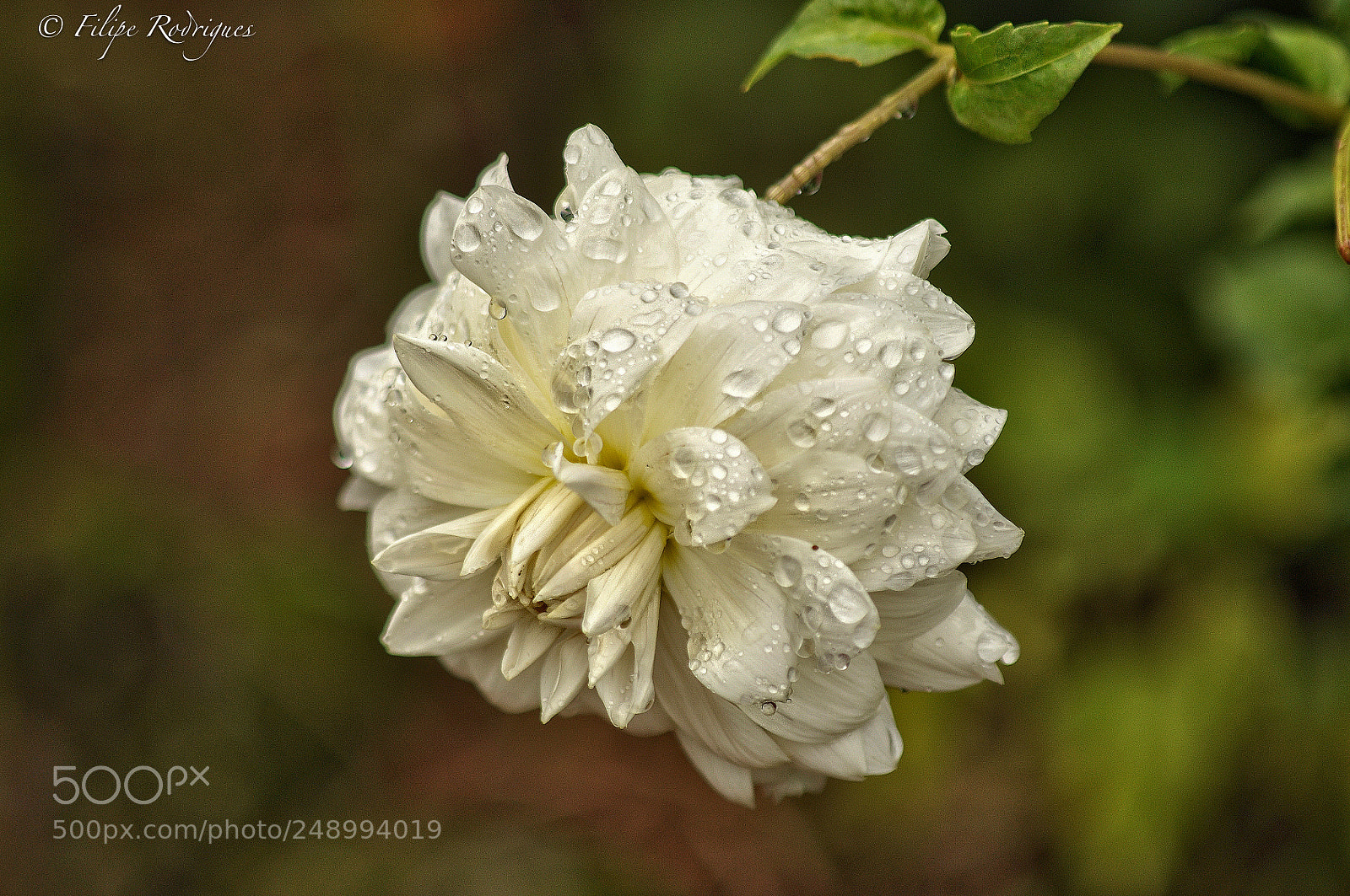 Nikon D90 sample photo. It's raining photography