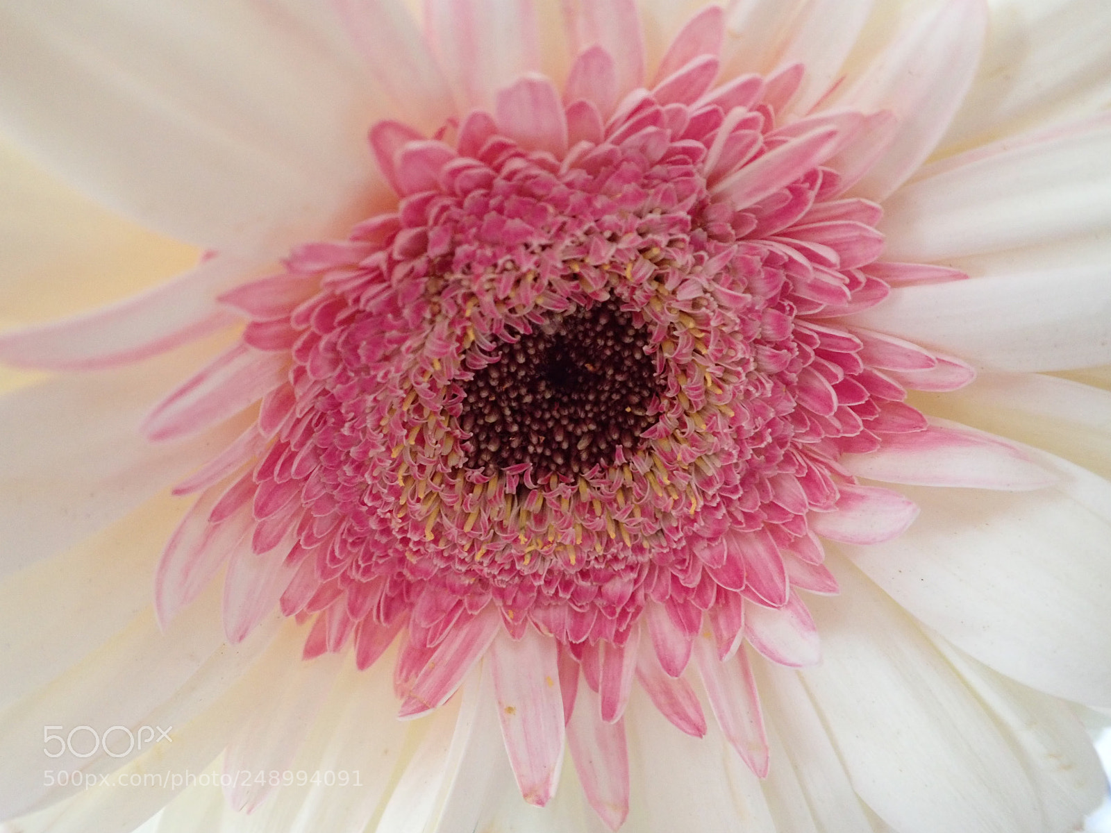 Olympus TG-5 sample photo. Gerbera daisy photography