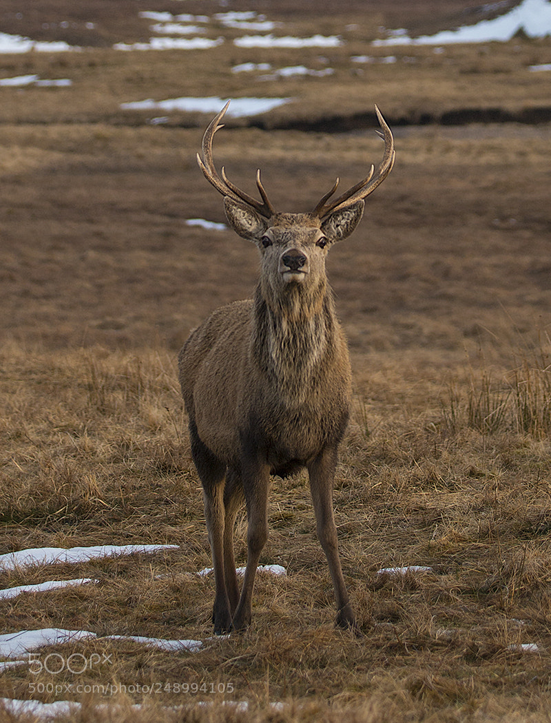 Canon EOS 70D sample photo. Red deer stag photography