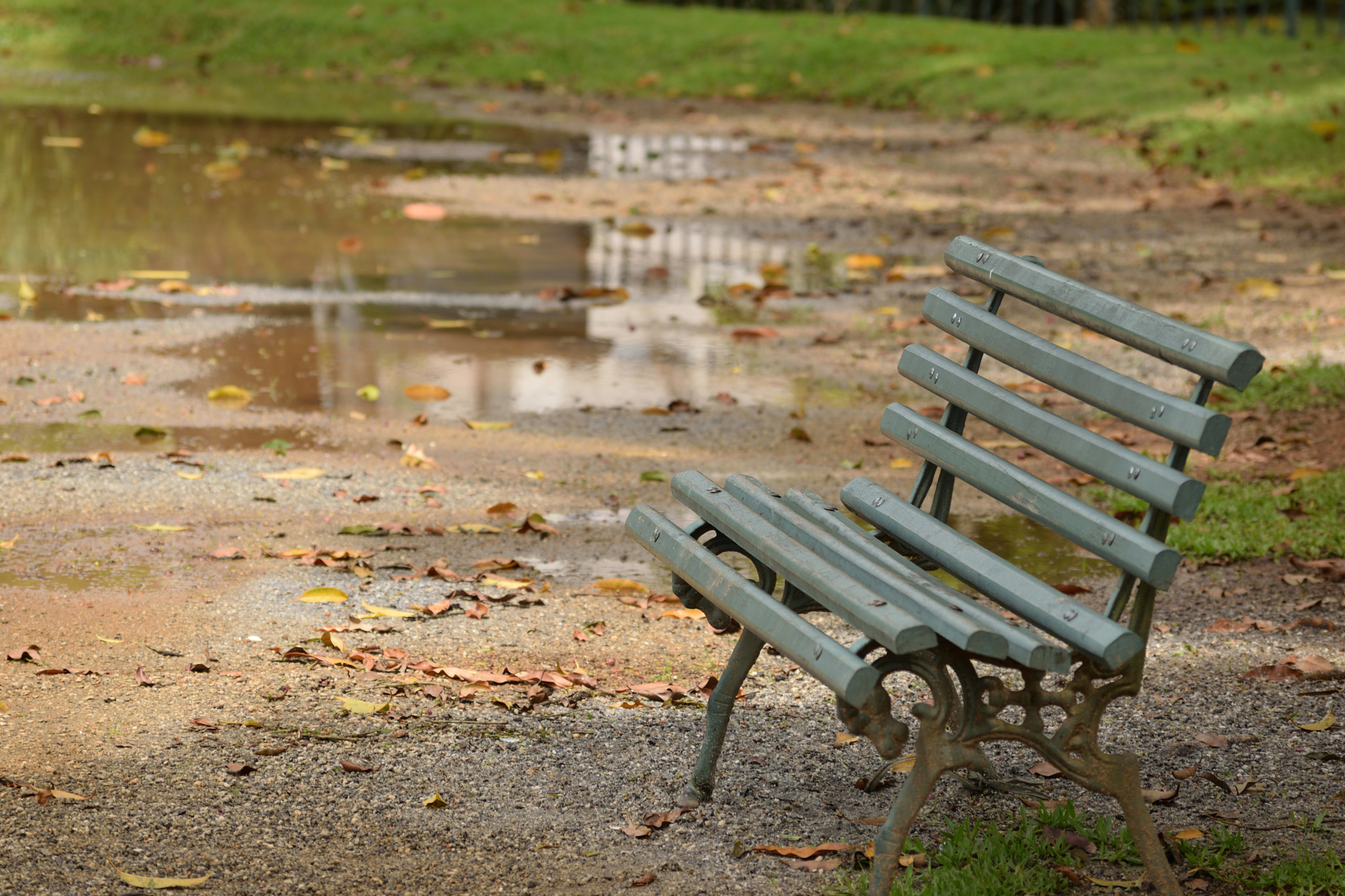 Nikon D5300 sample photo. After the rain photography