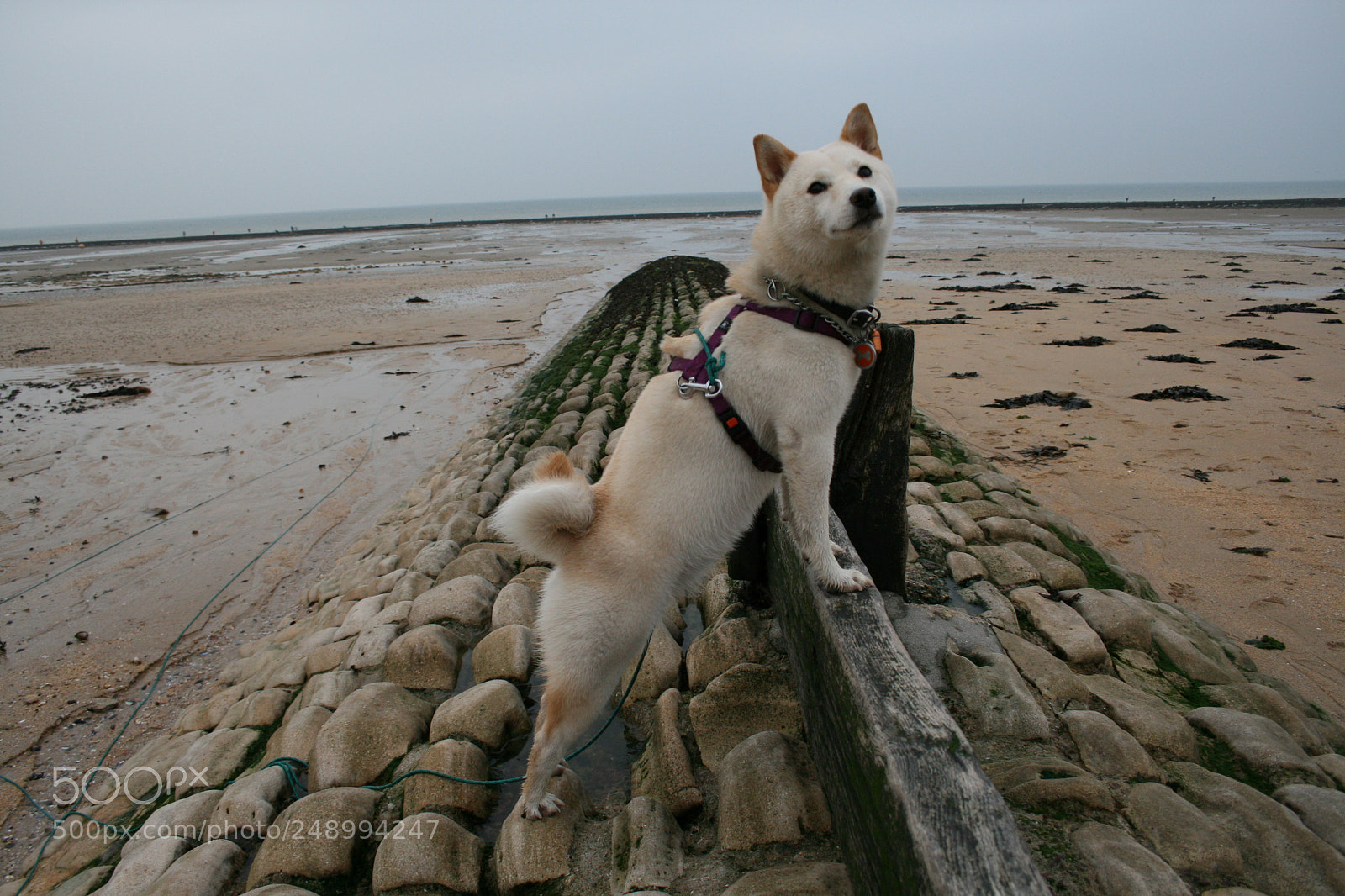 Canon EOS 400D (EOS Digital Rebel XTi / EOS Kiss Digital X) sample photo. Dog watch photography
