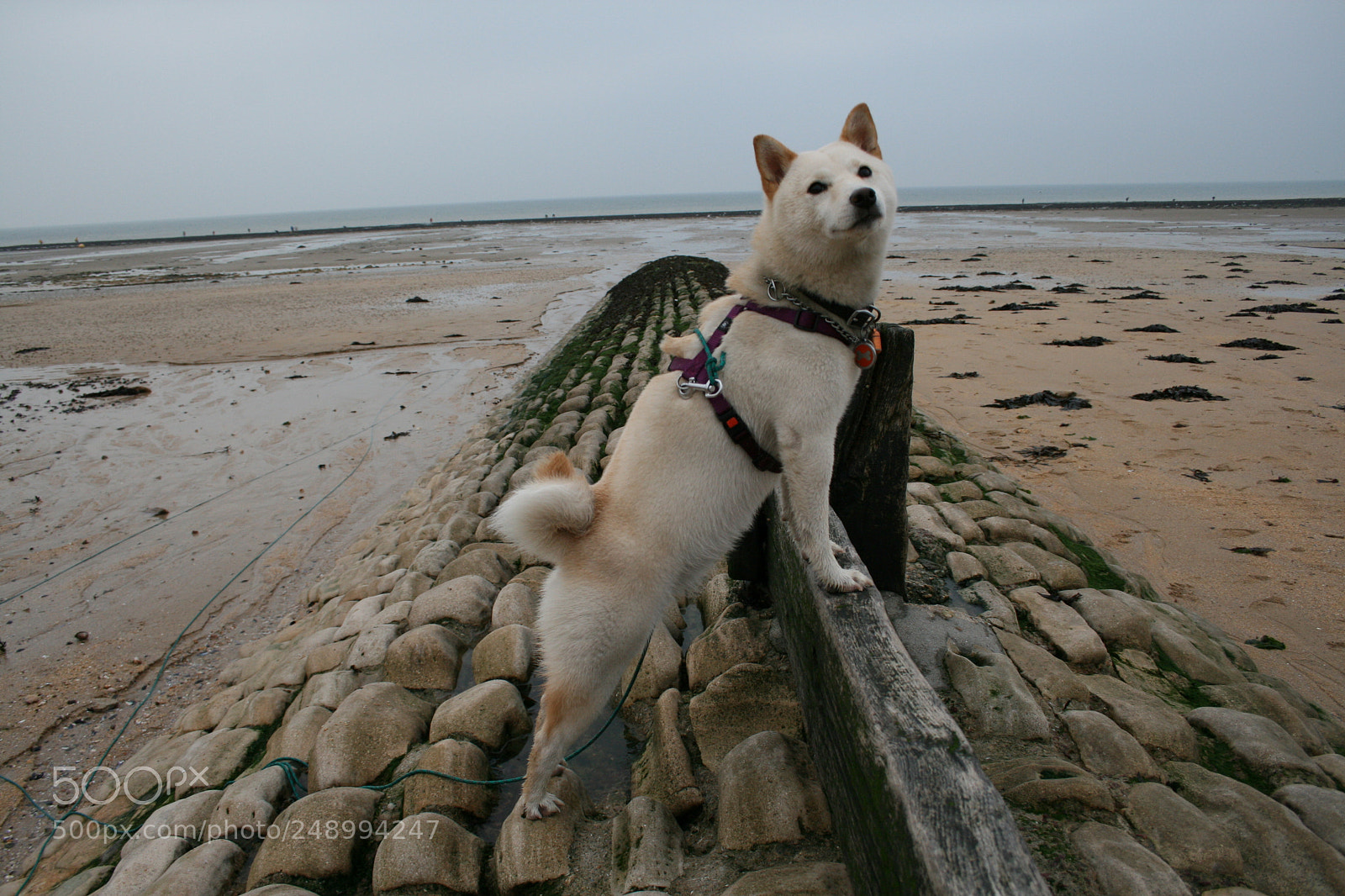 Canon EF-S 18-55mm F3.5-5.6 II sample photo. Dog watch photography