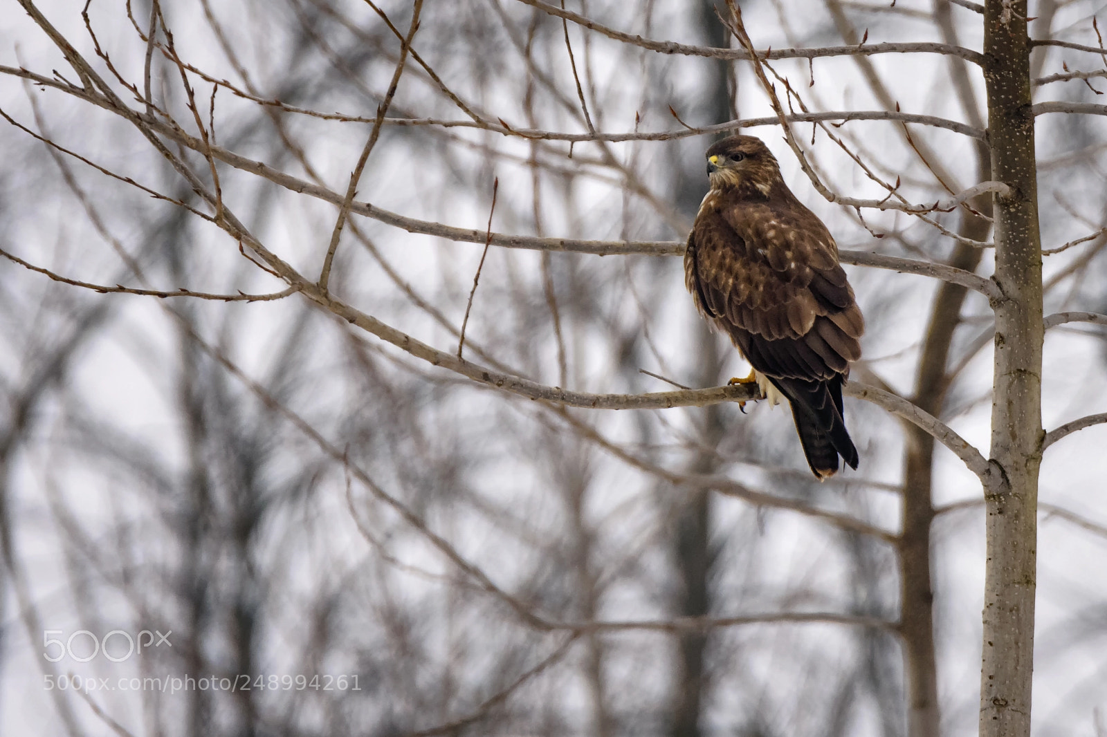 Nikon D7200 sample photo. Common buzzard photography