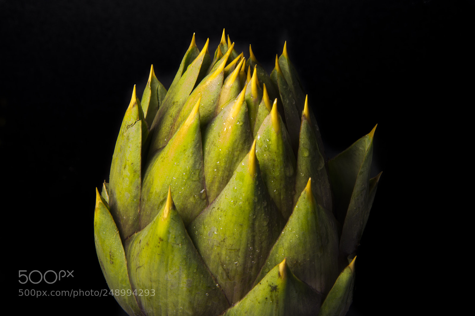 Nikon D5200 sample photo. Spiny artichikes of sardegna photography