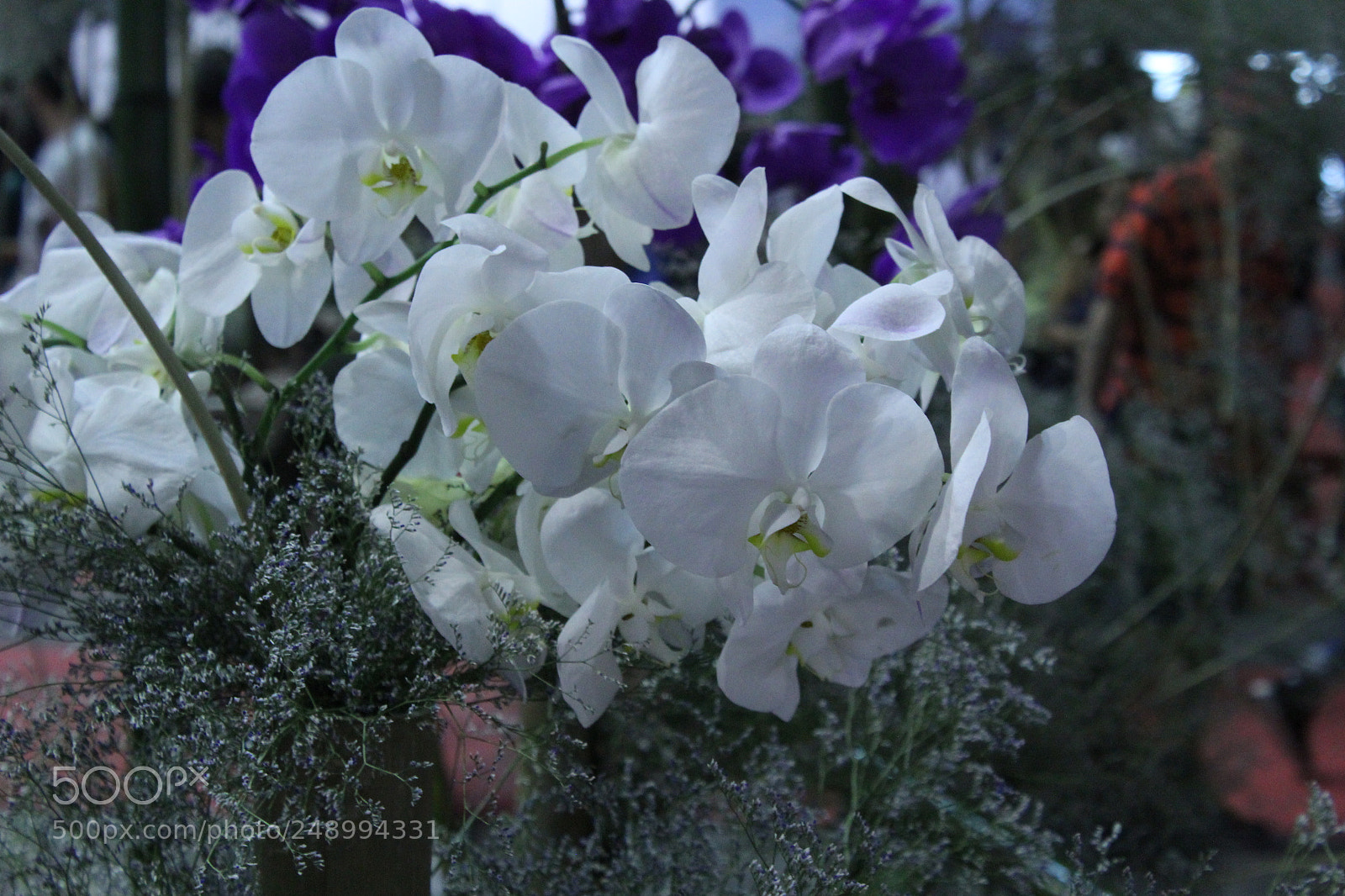 Canon EOS 1200D (EOS Rebel T5 / EOS Kiss X70 / EOS Hi) sample photo. Untitled photography