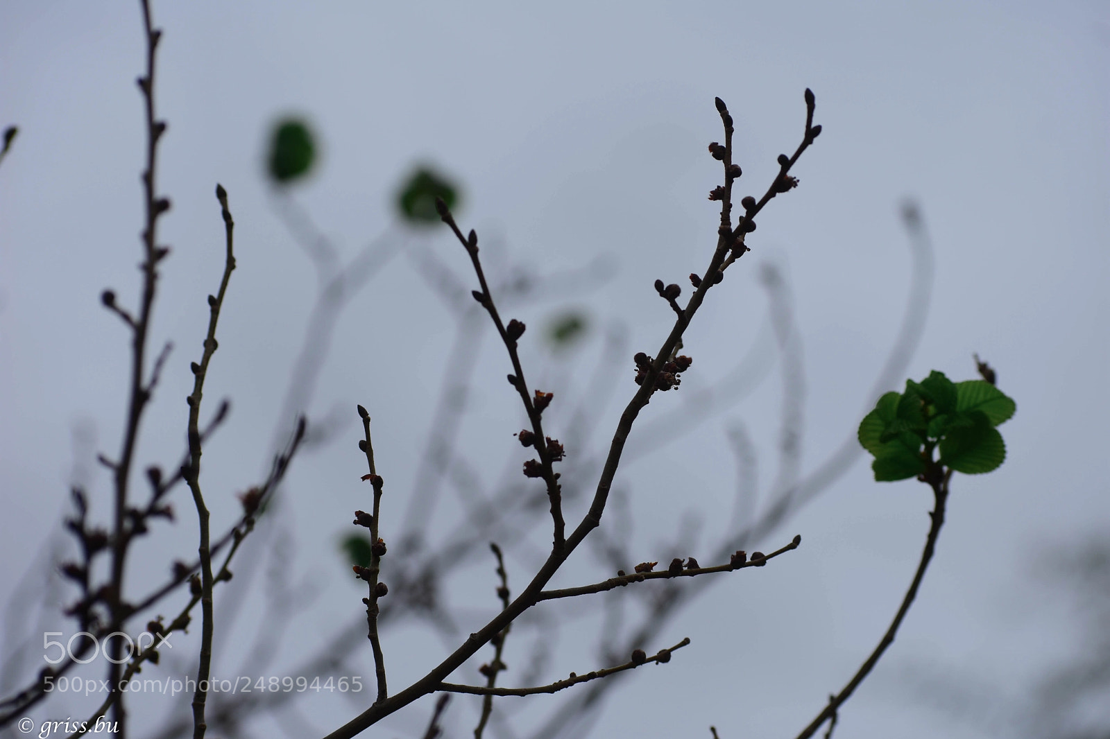 Nikon D3400 sample photo. "ya viene la primavera.... photography
