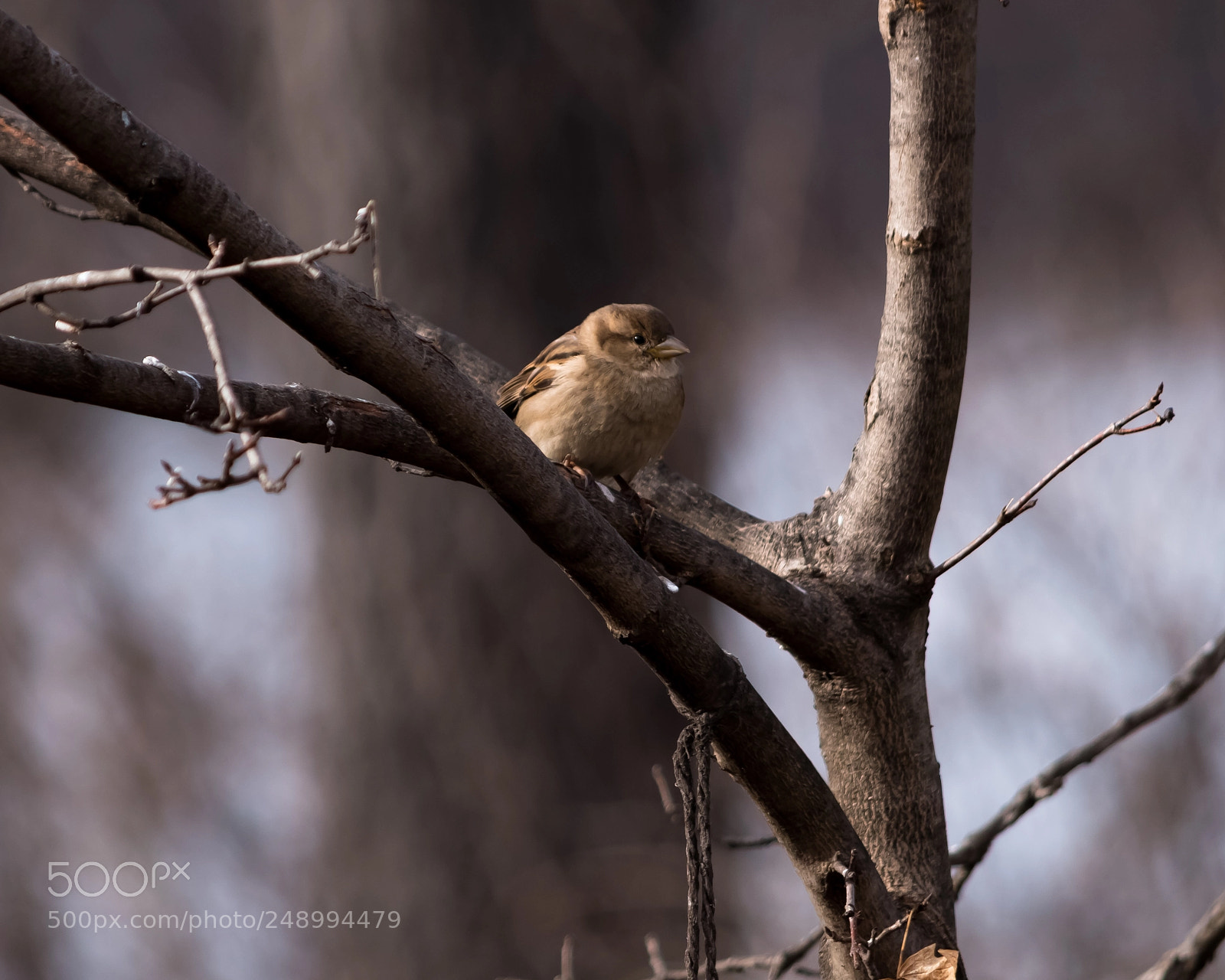 Nikon D5500 sample photo. Birdwatching 1 photography