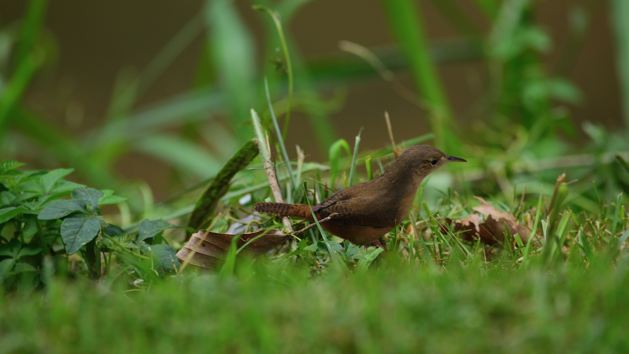 Nikon D5300 sample photo. Looking for something photography