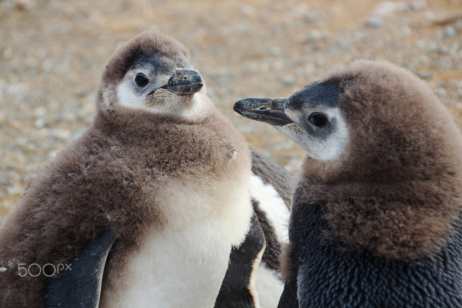 Canon EOS 600D (Rebel EOS T3i / EOS Kiss X5) sample photo. Magellanic penguins, chile photography