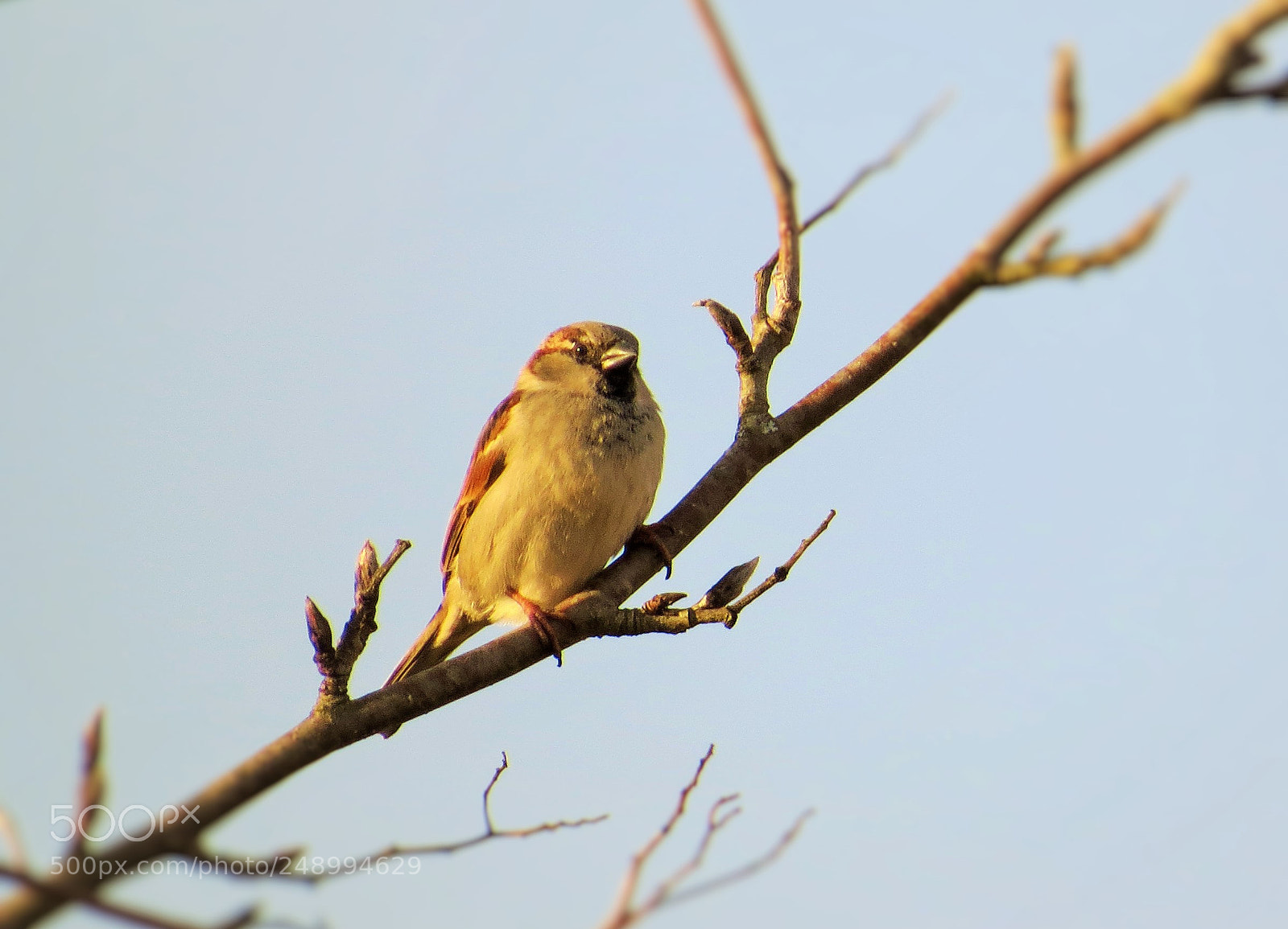 Canon PowerShot SX50 HS sample photo. Lonely bird in late photography