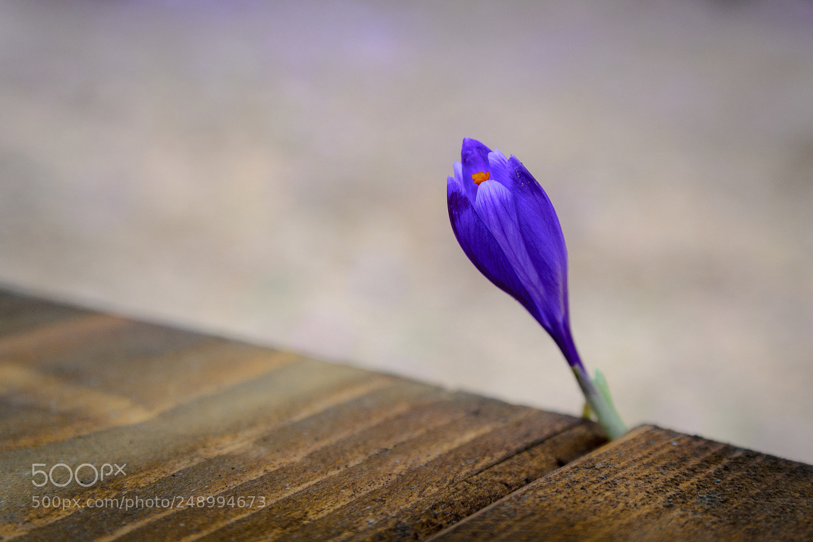Nikon D7000 sample photo. Flower photography