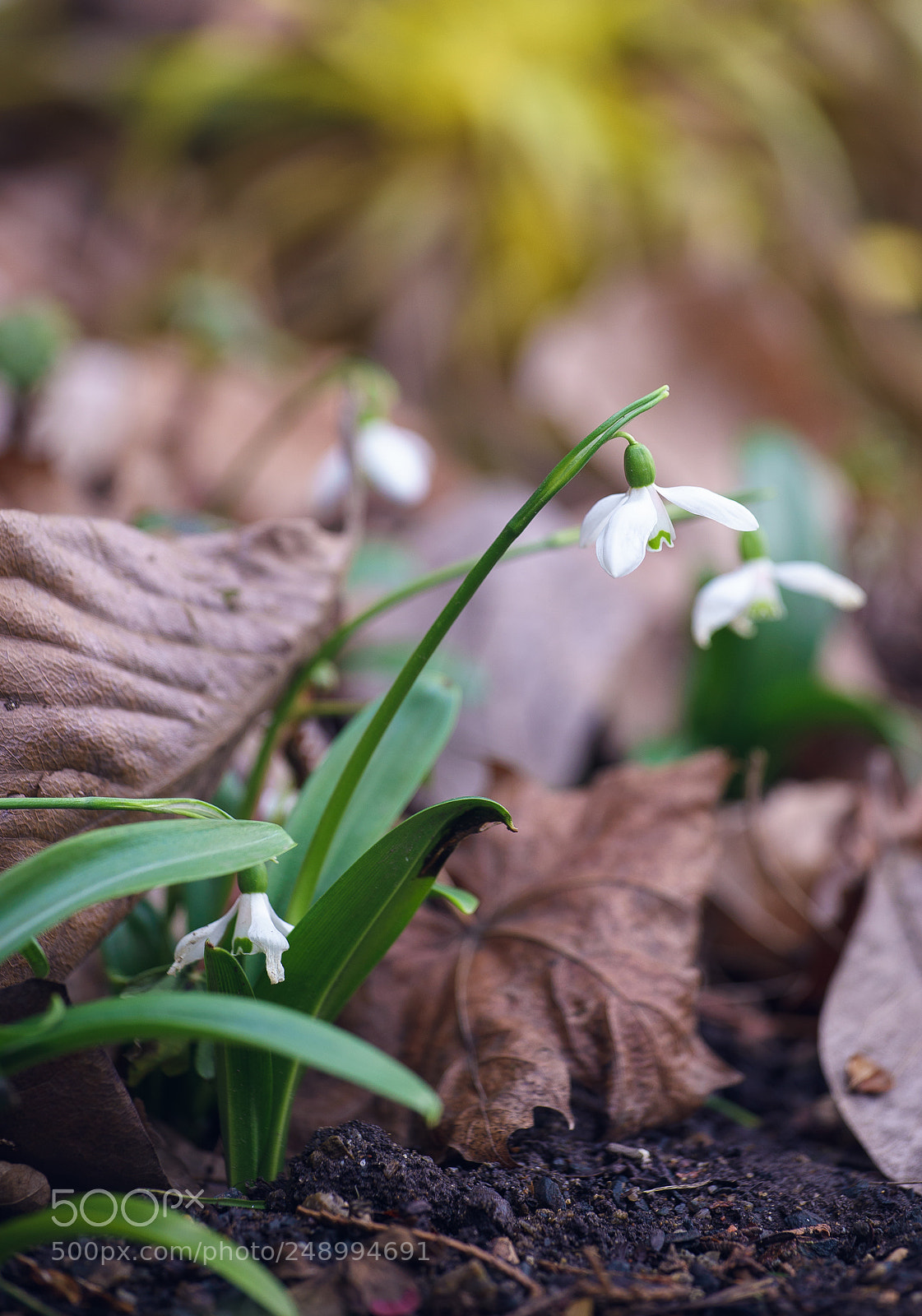 Sony a7 II sample photo. Spring is here. photography
